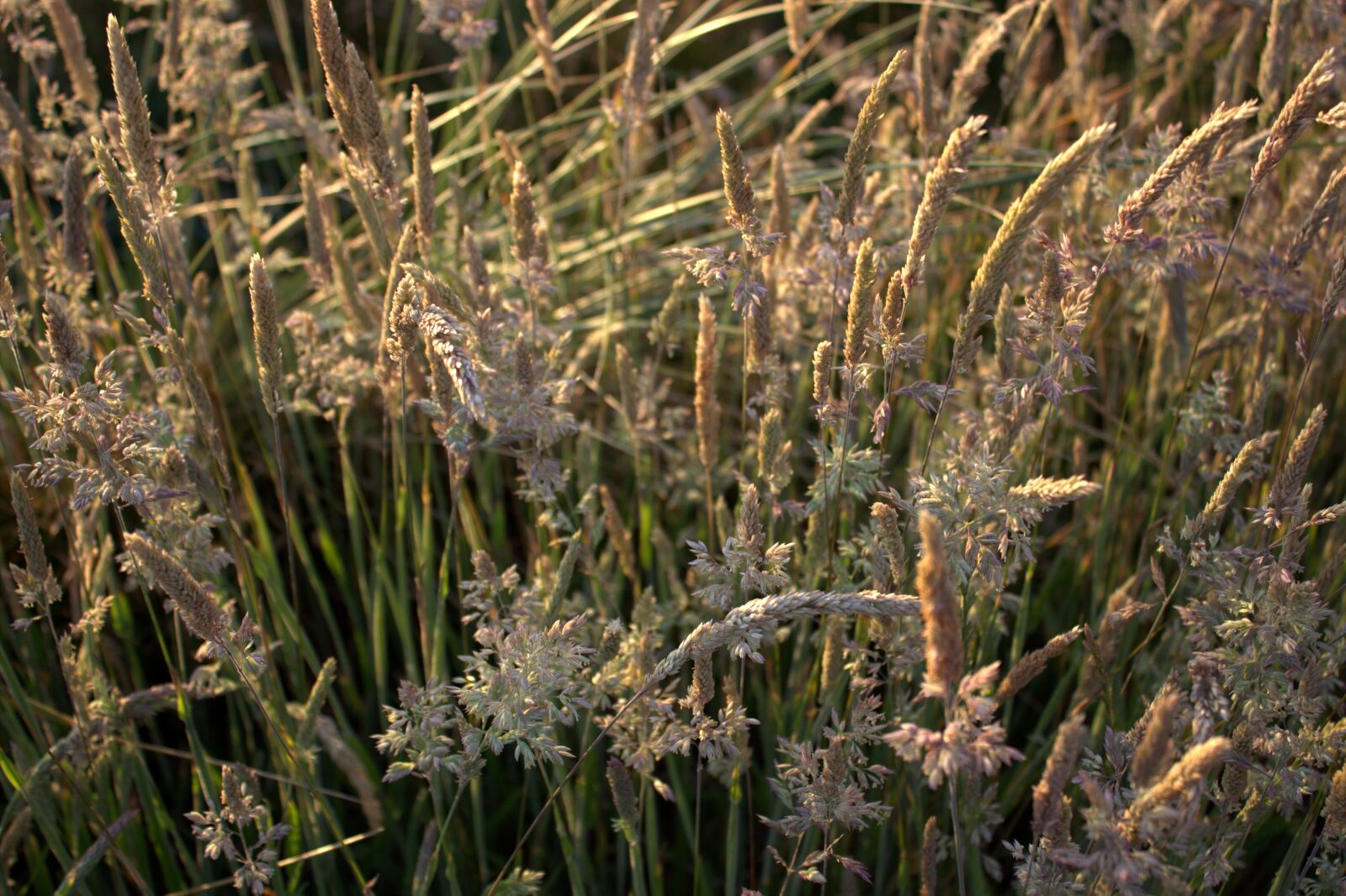 Canon EOS 600D (Rebel EOS T3i / EOS Kiss X5) sample photo. Grasses, nature, meadow photography