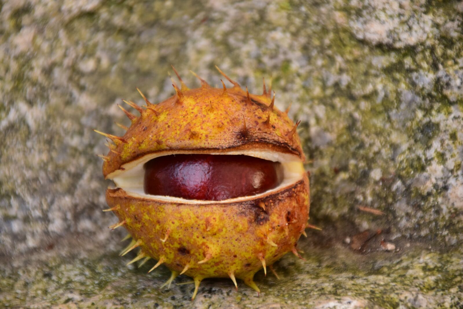Nikon D3300 sample photo. Chestnut, buckeye, ordinary rosskastanie photography