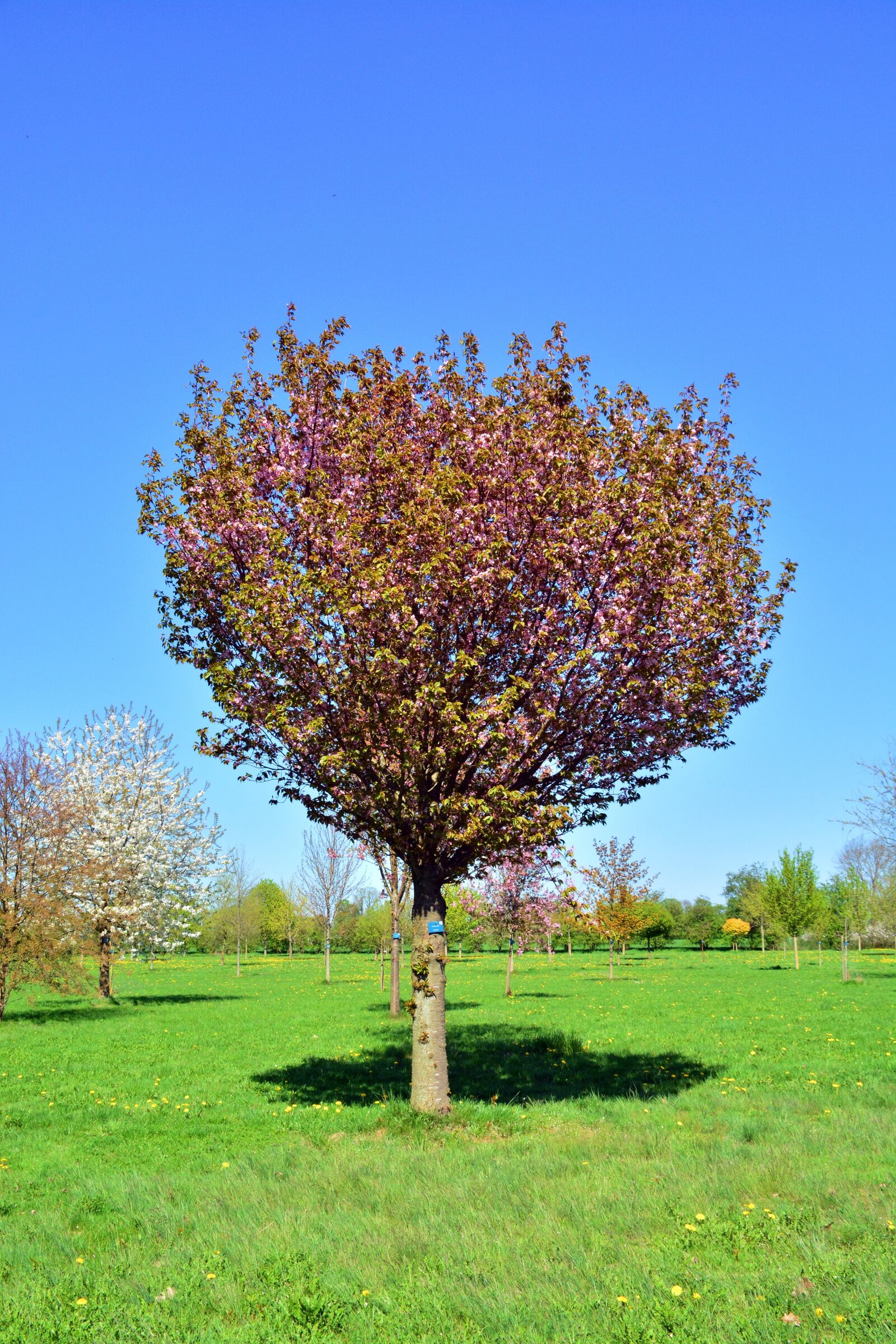 Nikon D5200 sample photo. Cherry tree, tree, nature photography