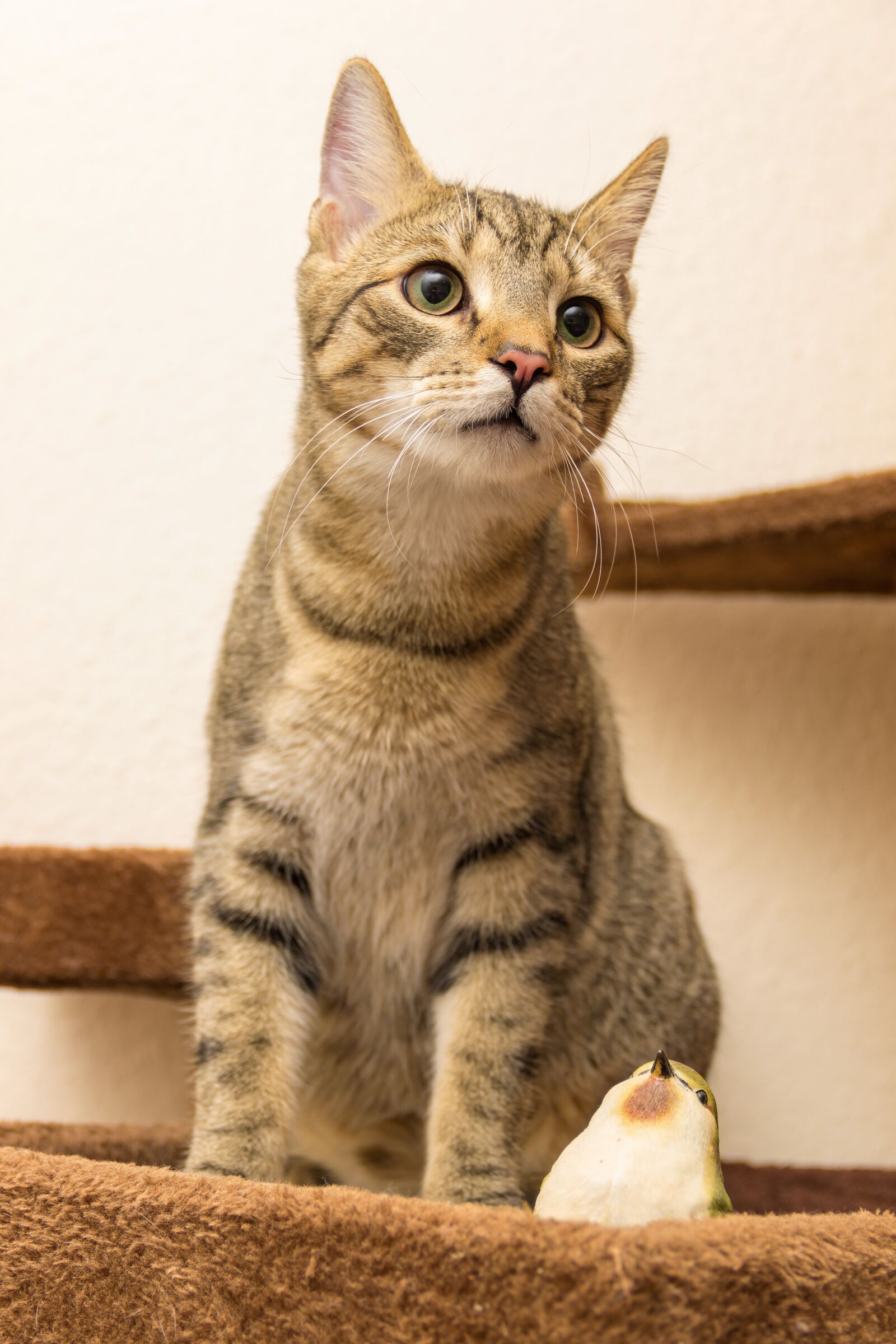 Canon EOS 600D (Rebel EOS T3i / EOS Kiss X5) sample photo. Cat, european shorthair, race photography