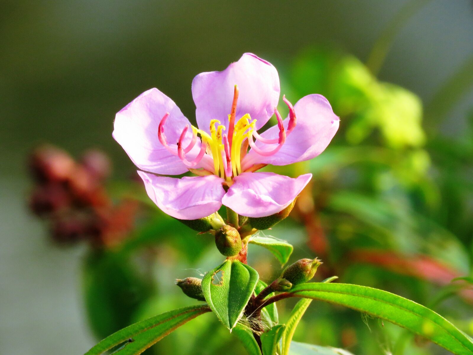 Canon PowerShot SX60 HS sample photo. Close up, macro, flower photography