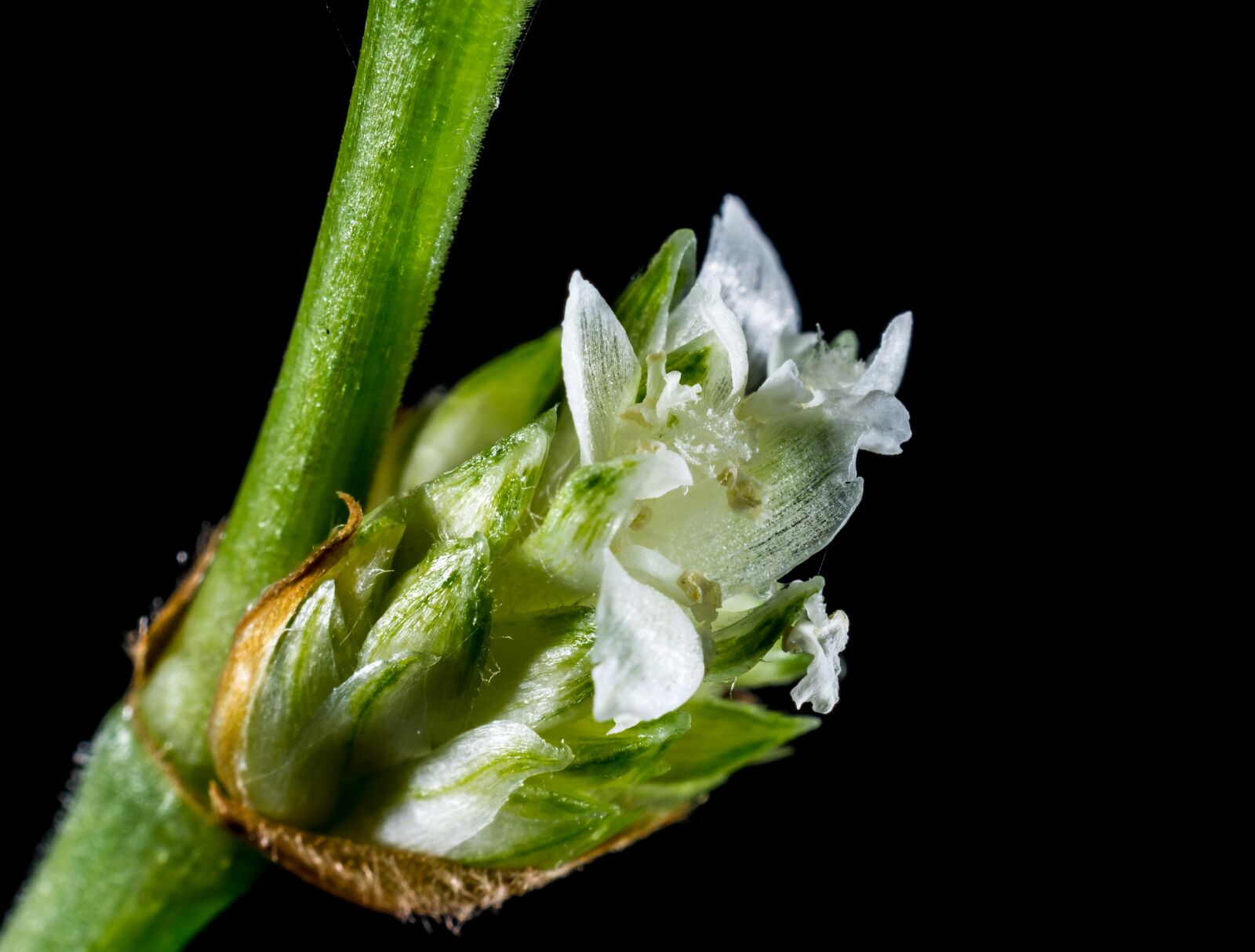 Nikon D5200 sample photo. Small flower, wild flower photography