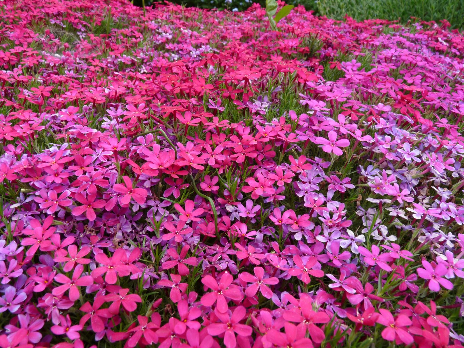 Panasonic Lumix DMC-FZ28 sample photo. Flower carpet, pink, carpet photography