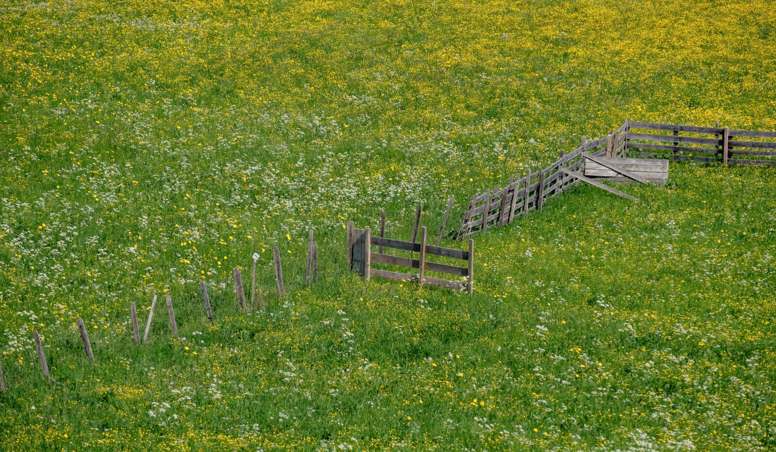 Fujifilm X-T2 + Fujifilm XF 55-200mm F3.5-4.8 R LM OIS sample photo. Spring, meadow, bloom photography