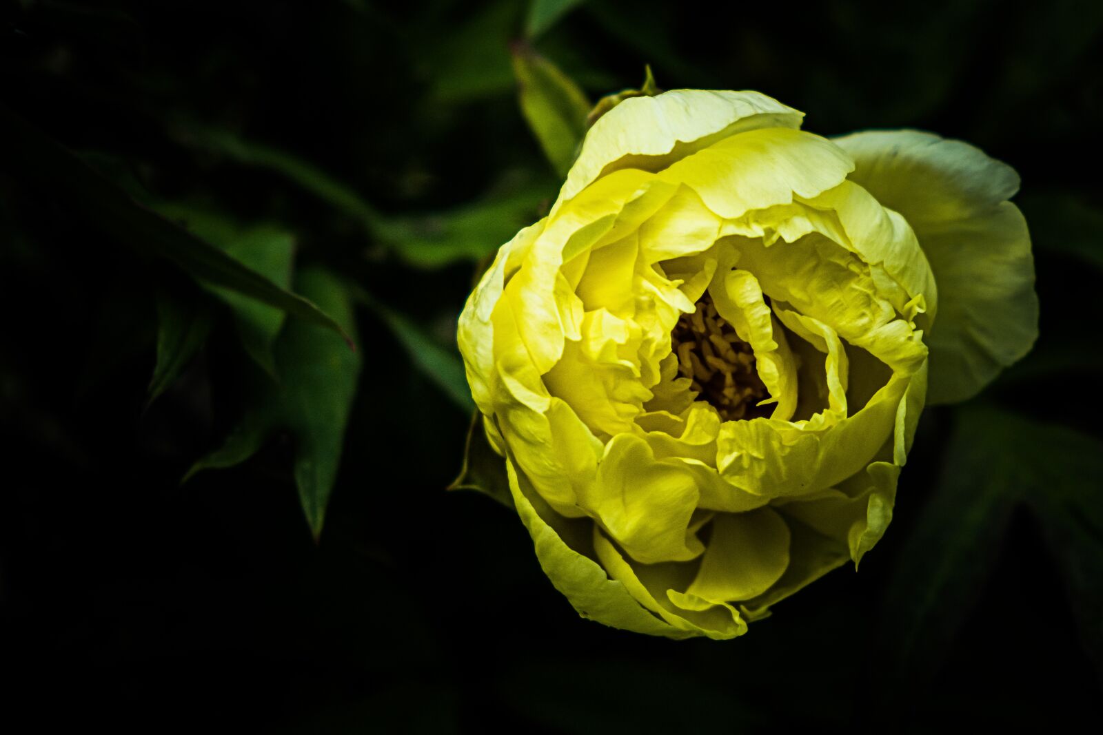 Fujifilm X-T3 sample photo. Peony, flower, yellow photography