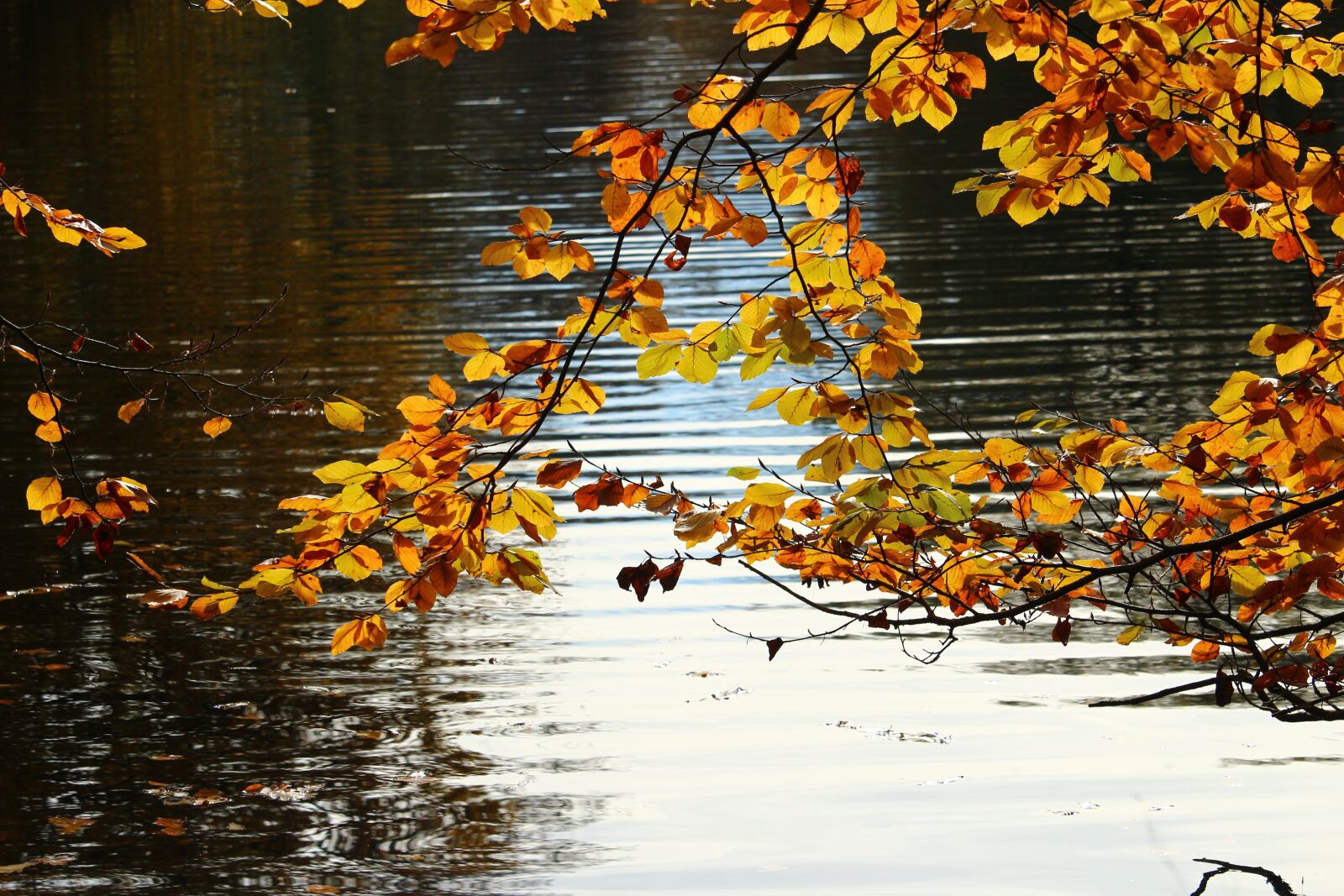 Canon EOS 100D (EOS Rebel SL1 / EOS Kiss X7) sample photo. Autumn, fall foliage, water photography