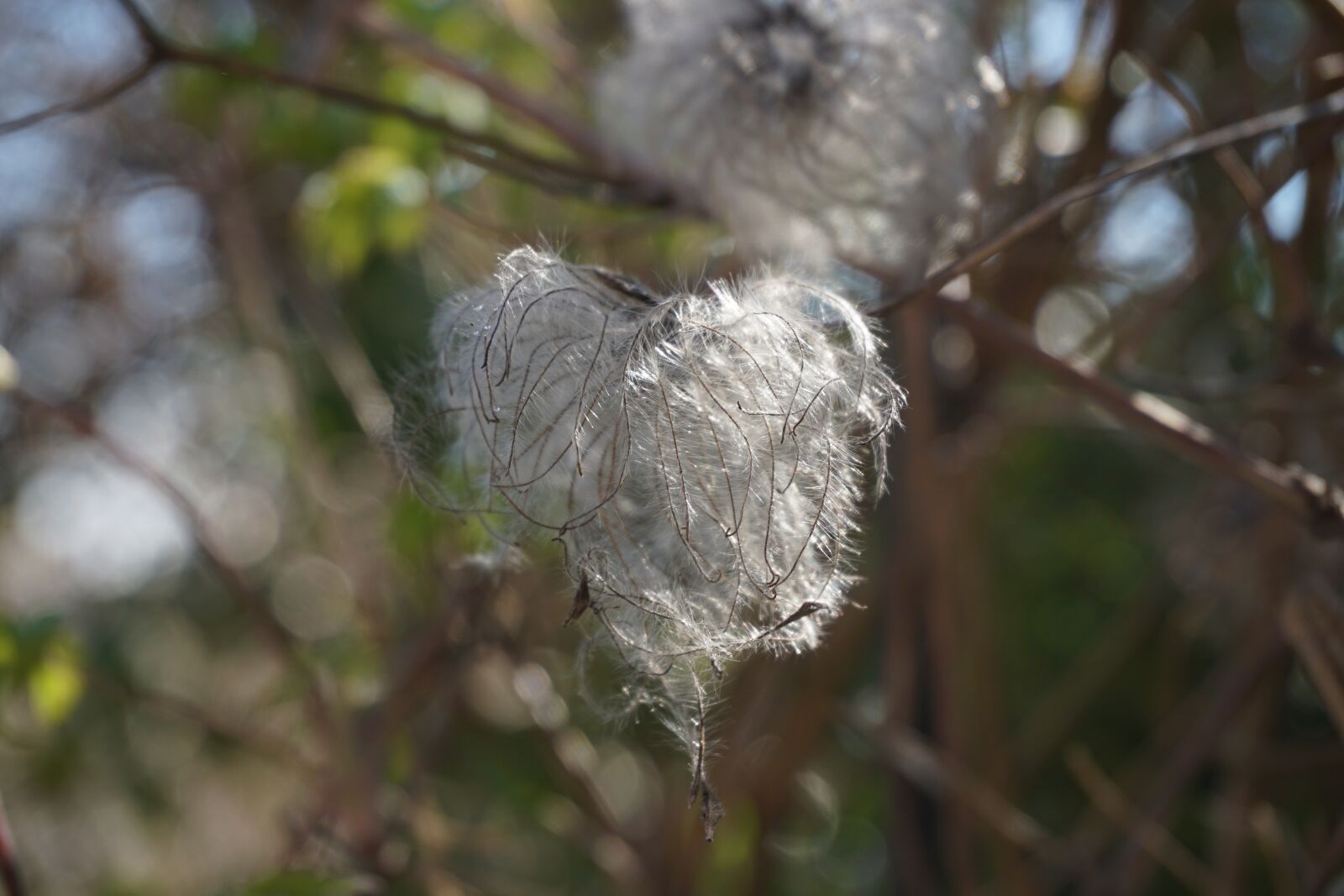 Sony a6000 sample photo. Nature, green, macro photography
