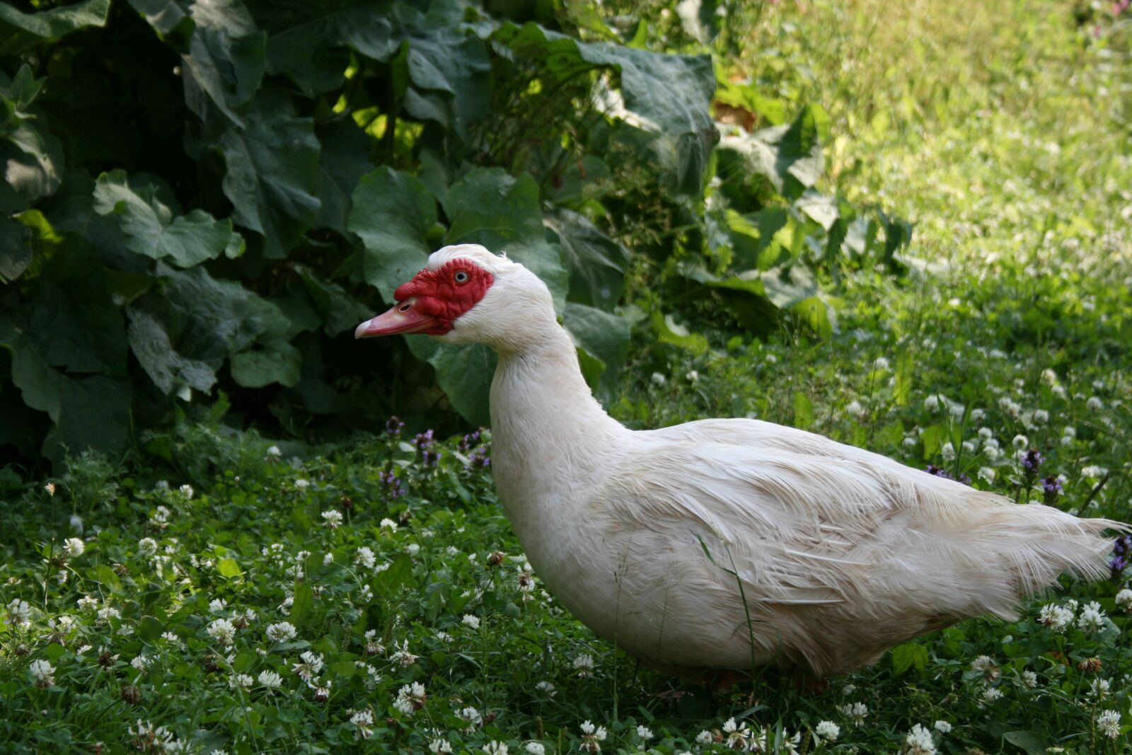 Canon EOS 400D (EOS Digital Rebel XTi / EOS Kiss Digital X) sample photo. Duck, white, animal photography