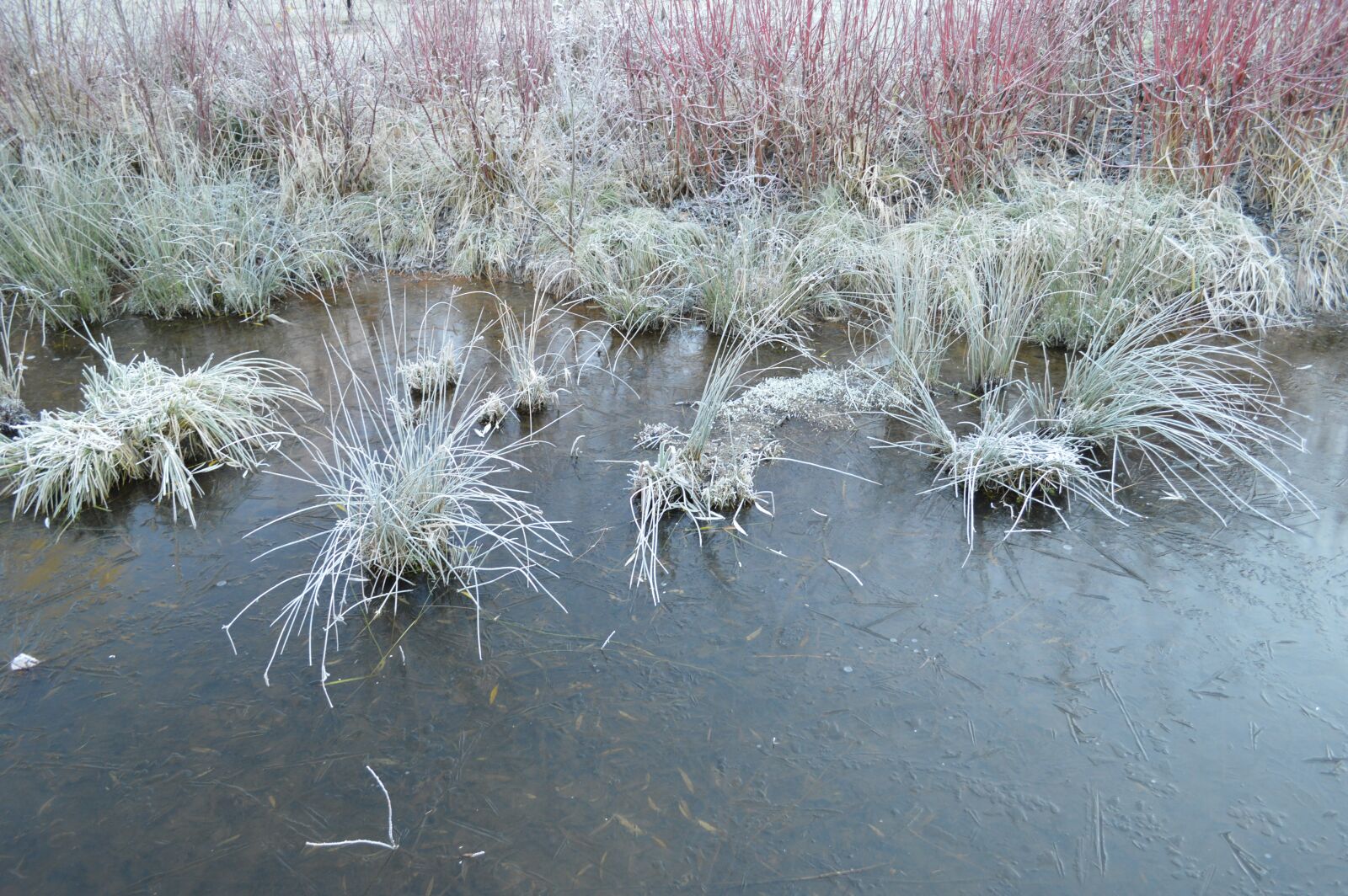 Nikon D3200 sample photo. Frost, frozen lake, winter photography