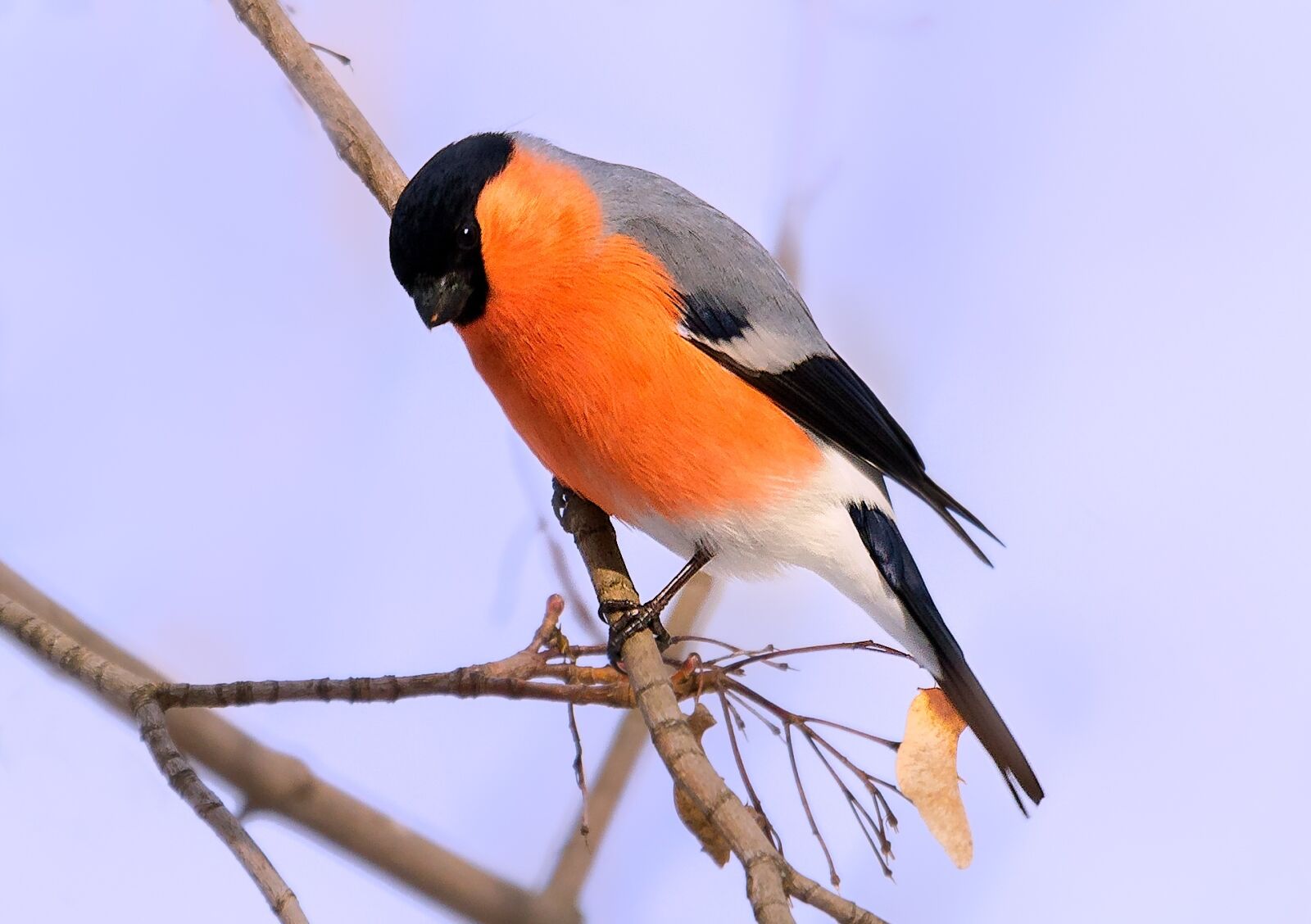Canon EOS 7D Mark II sample photo. Bullfinch, bird, bird watching photography