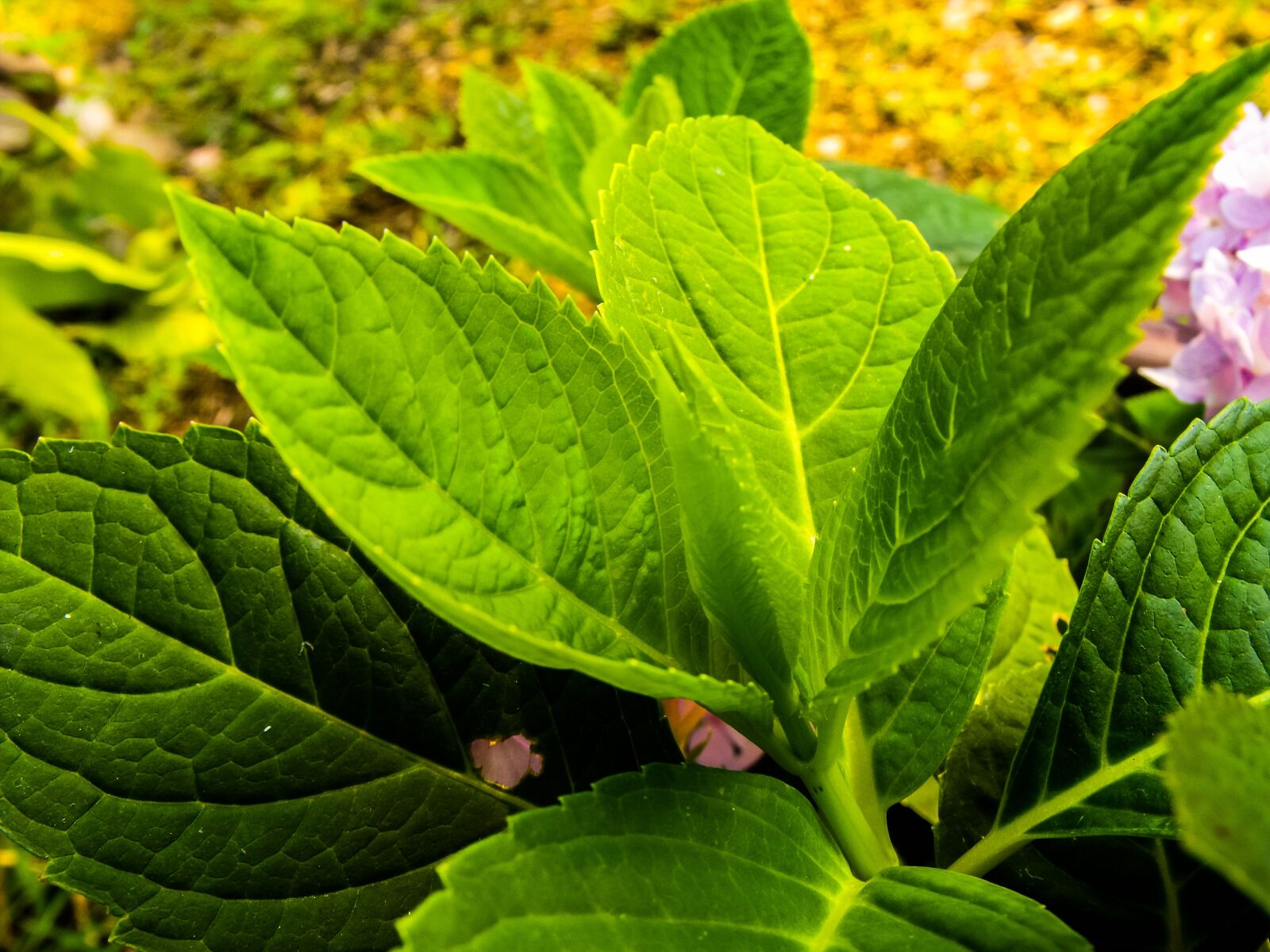 Fujifilm FinePix S1000fd sample photo. Leaf, leaves, green photography