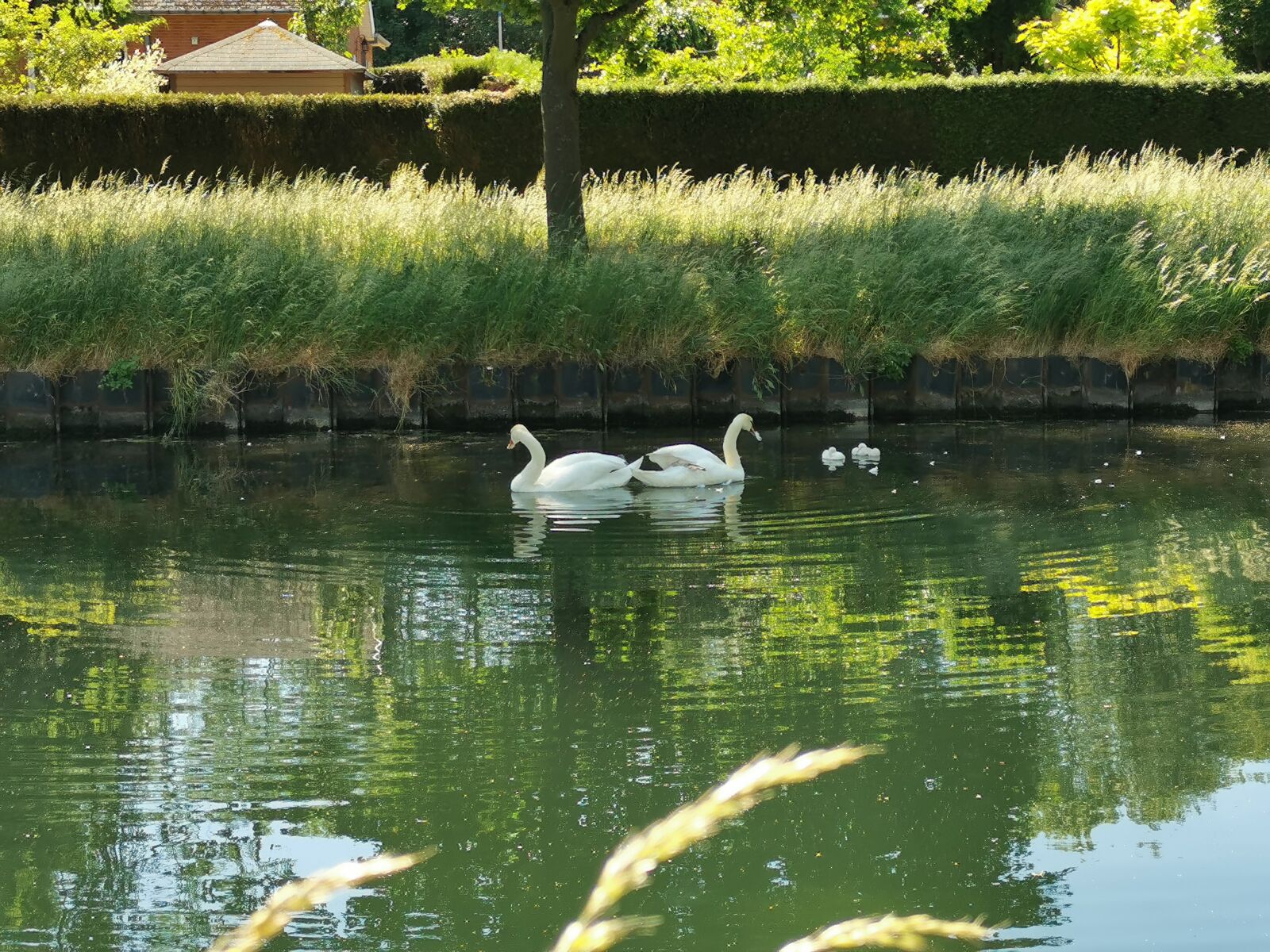 HUAWEI P30 sample photo. Swans, channel, channels photography