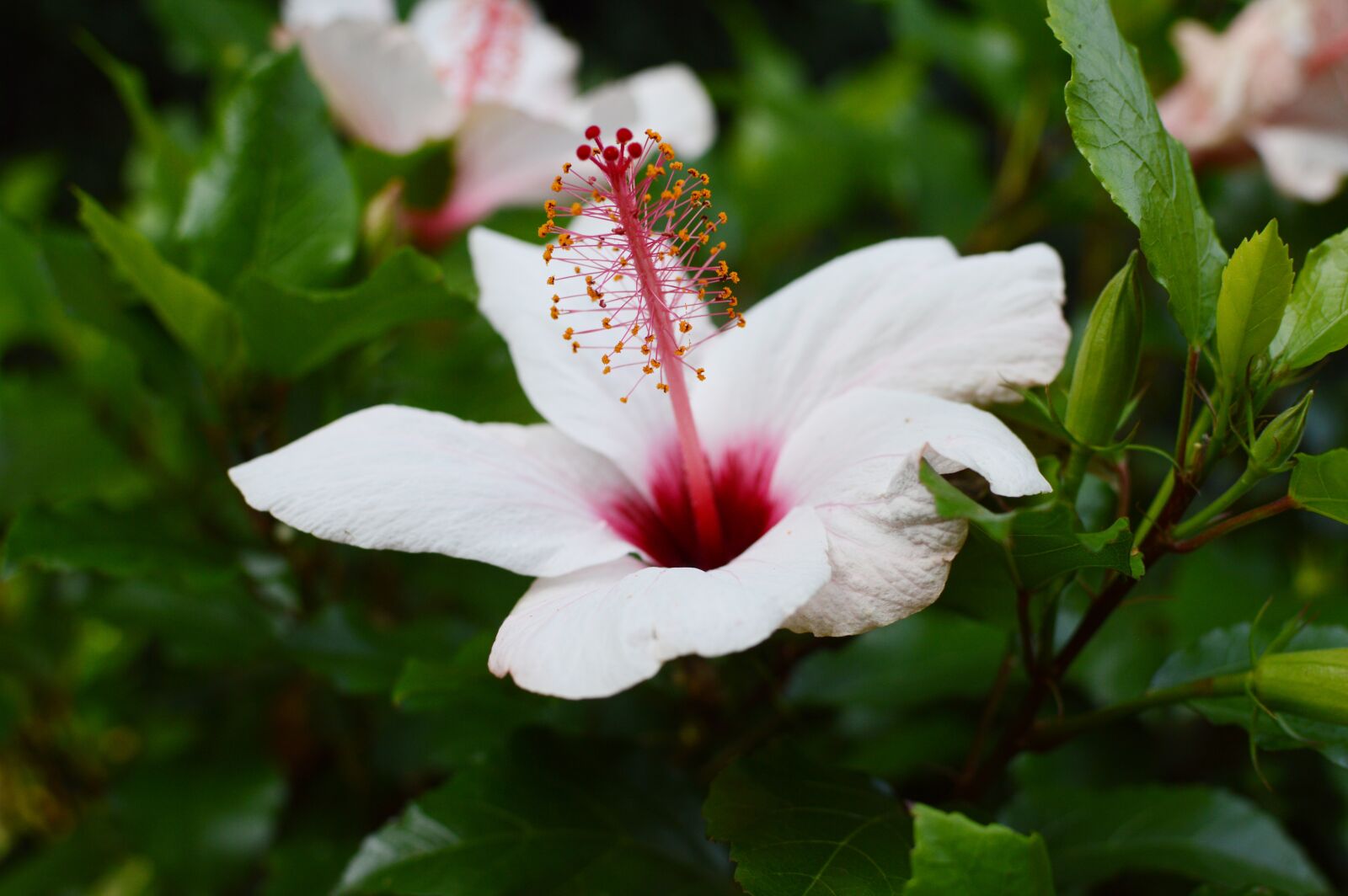 Nikon D3200 sample photo. Flower, orchid, blossom photography