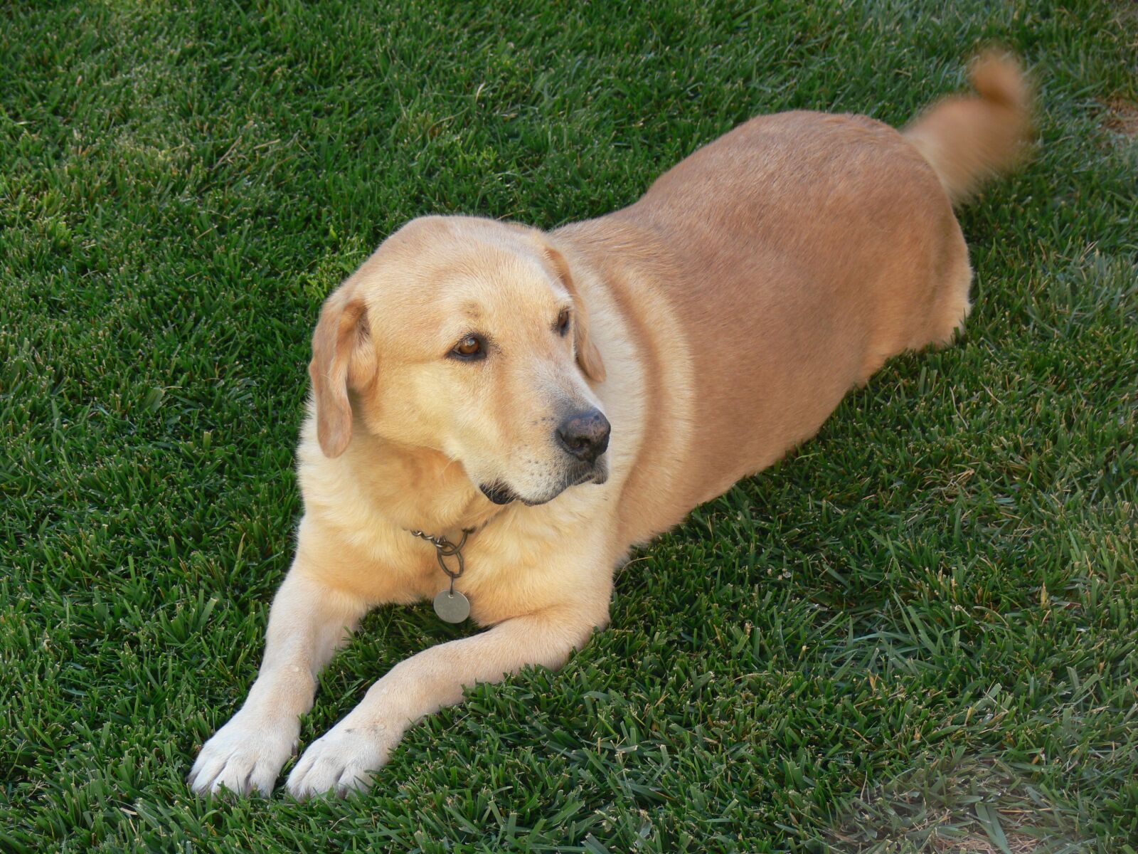 Panasonic DMC-FZ30 sample photo. Dog, retriever, lab photography