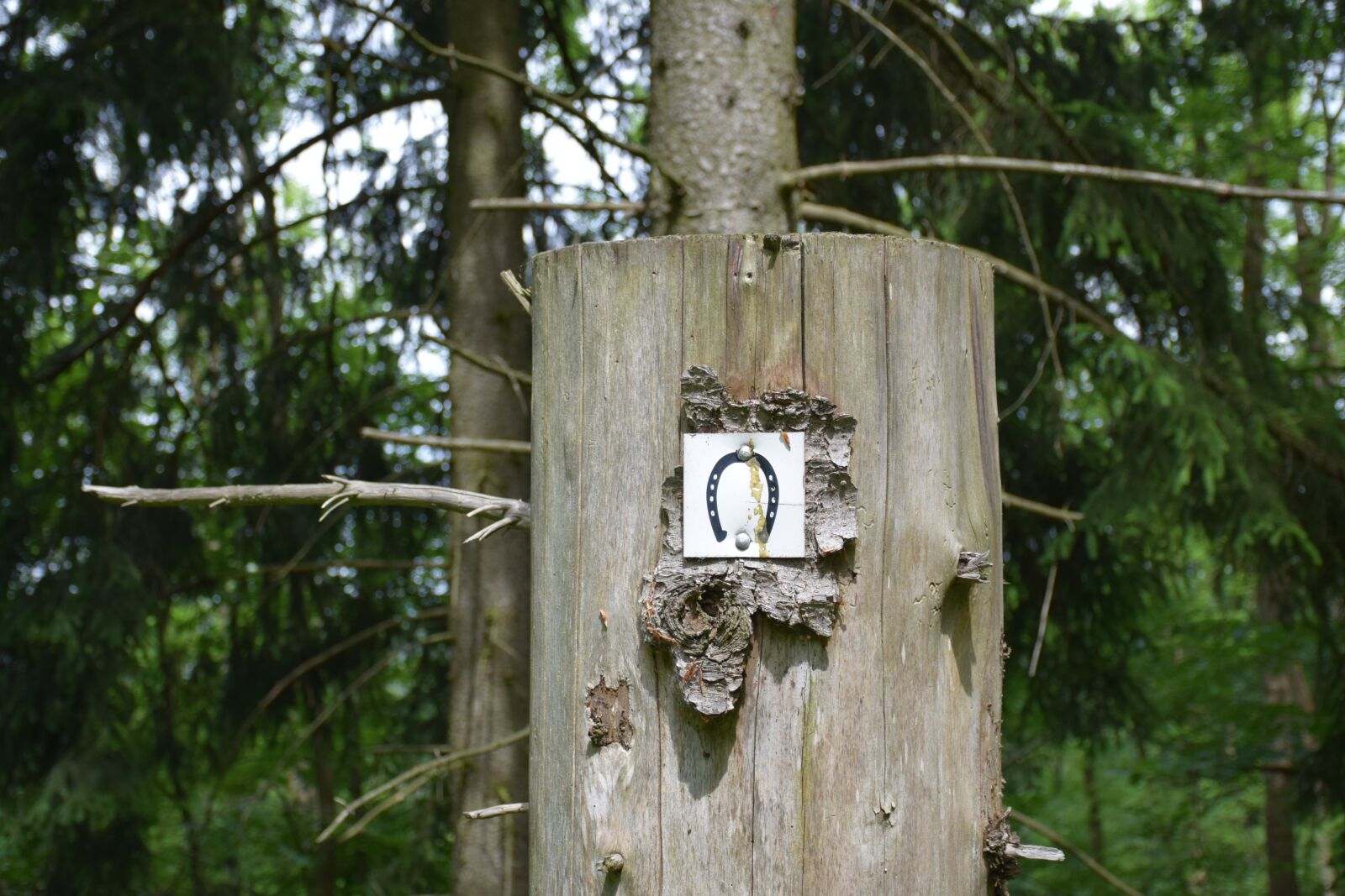 Nikon D5300 sample photo. Horseshoe, shield, log photography
