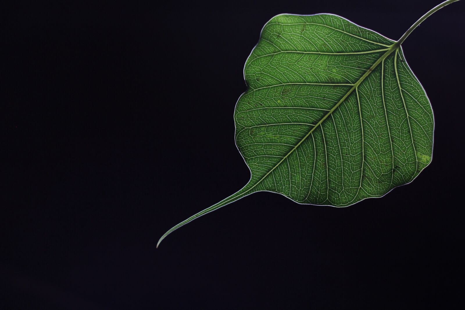 Canon EOS 550D (EOS Rebel T2i / EOS Kiss X4) sample photo. Leaf, sacred fig, peepal photography