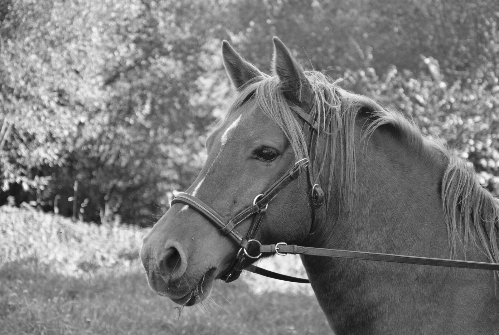 Nikon D5200 sample photo. Horse, head horse profile photography
