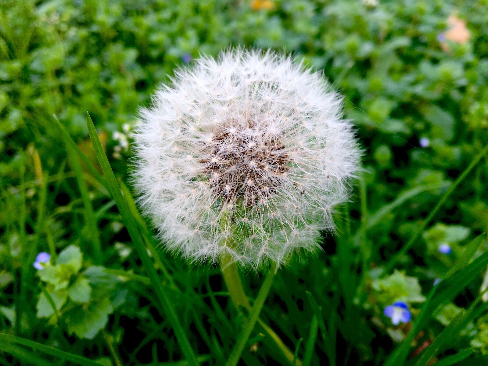 Apple iPhone 6s sample photo. Dandelion, nature, pointed flower photography