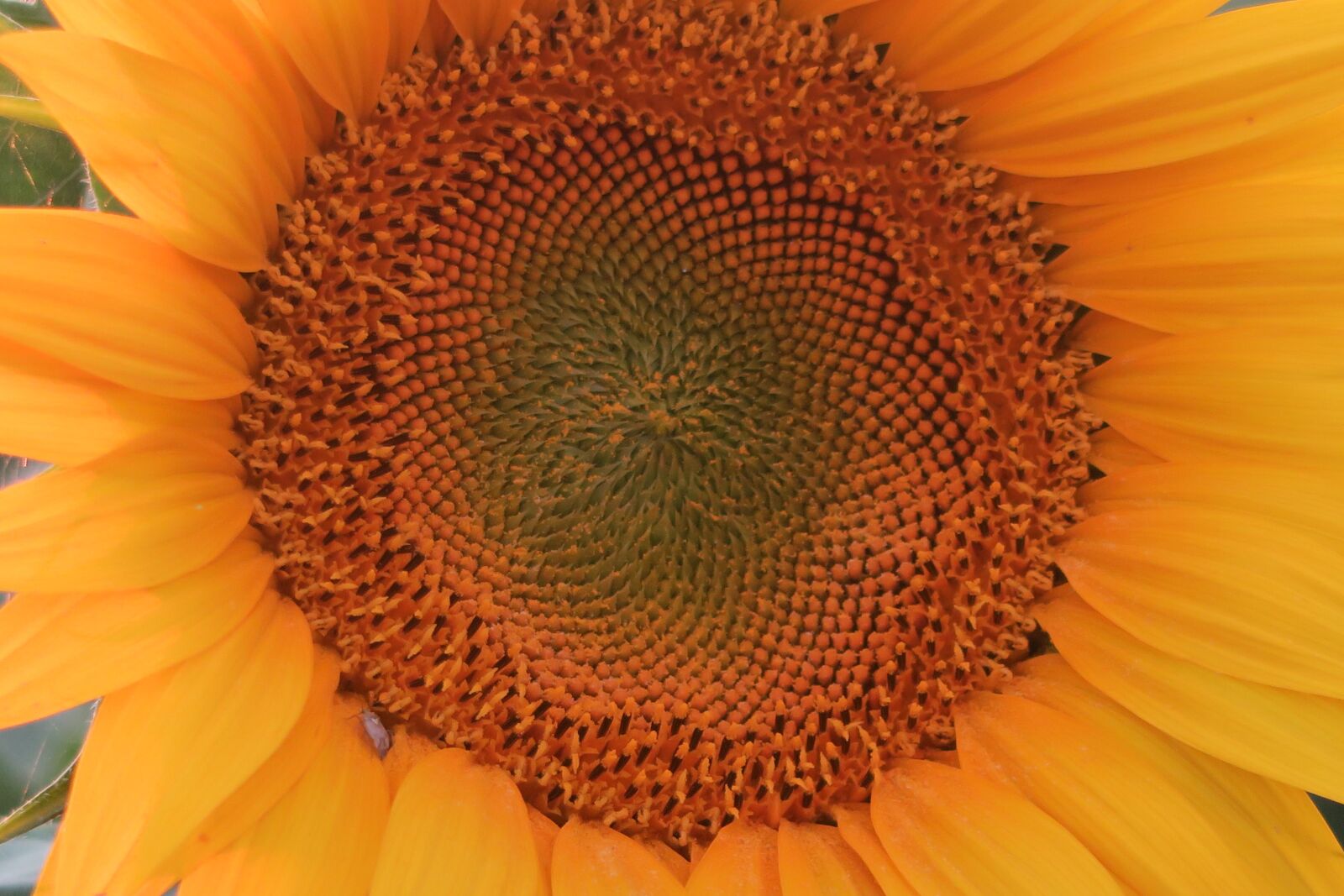 Canon PowerShot G7 X sample photo. Sunflower, plant, flower photography