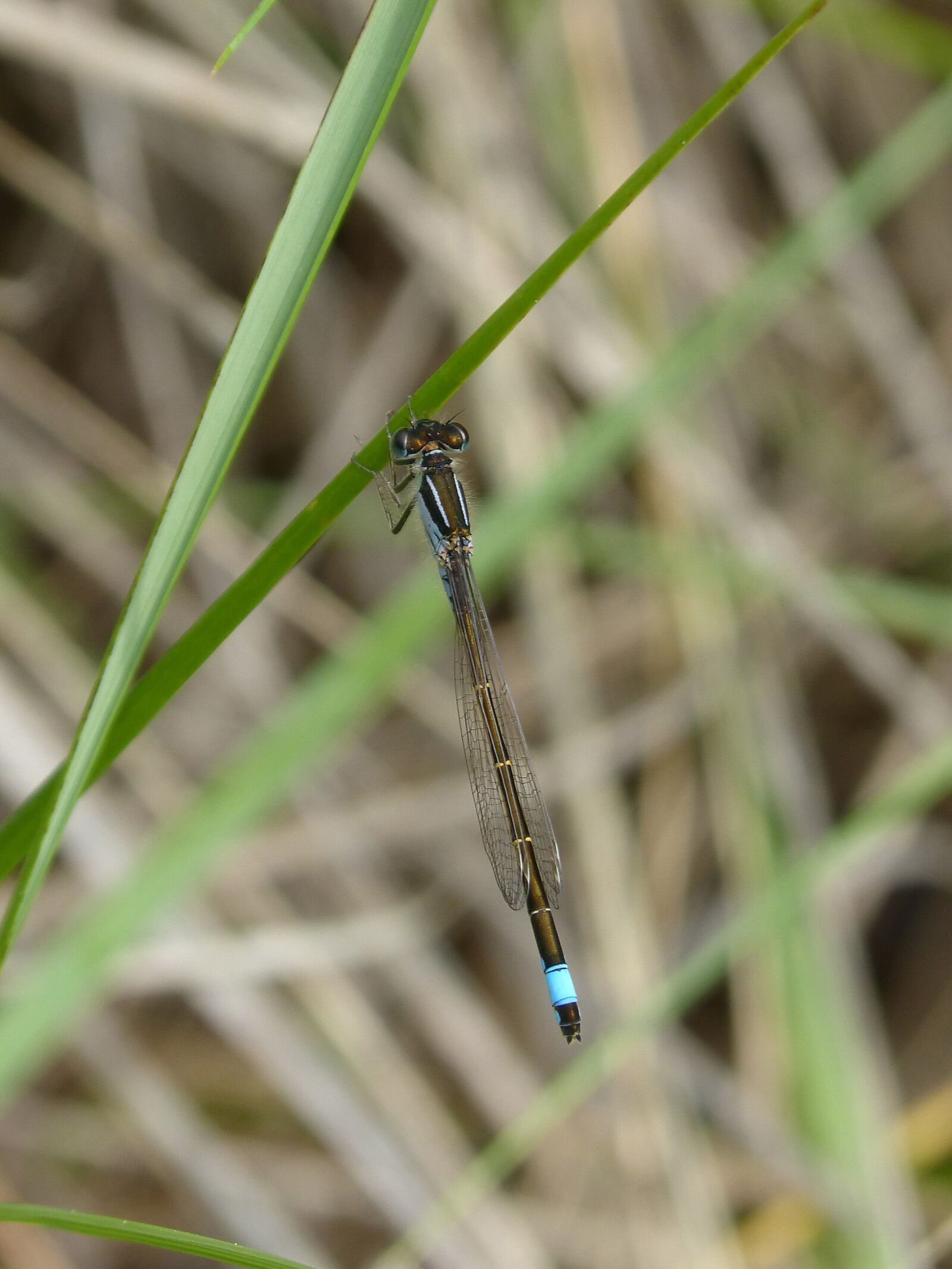 Panasonic DMC-FZ62 sample photo. Dragonfly, damselfly, ischnura graellsii photography
