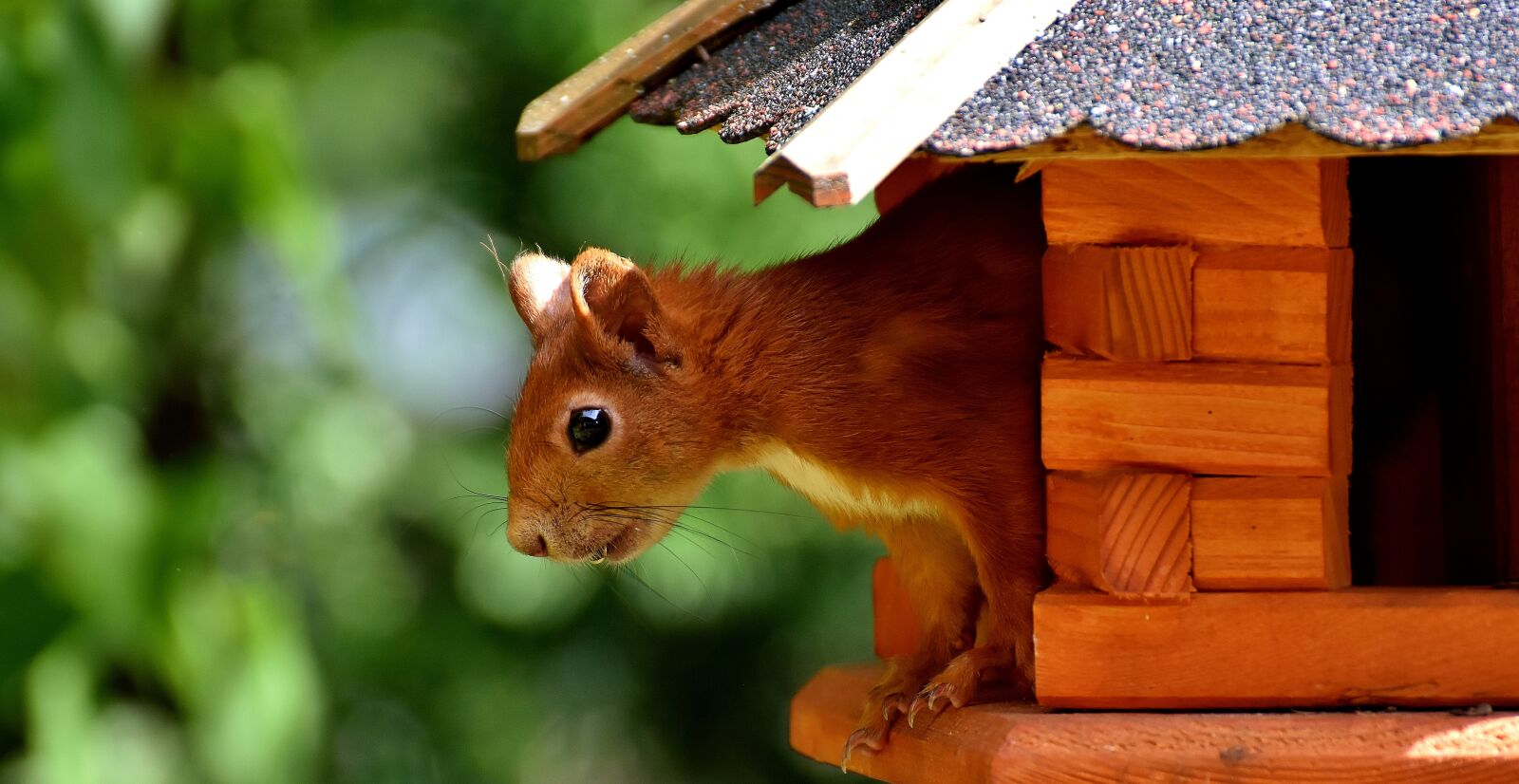 Nikon D7200 sample photo. Squirrel, cute, animal photography