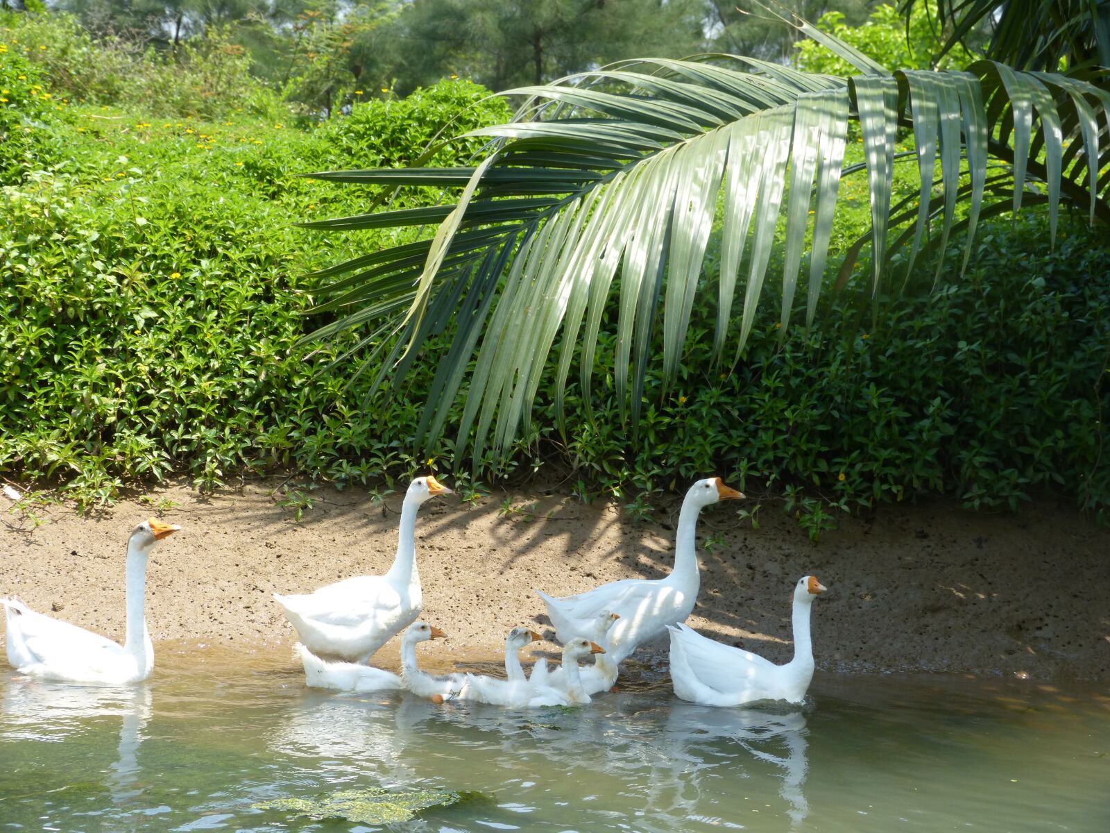 Panasonic DMC-FZ62 sample photo. Duck, geese, lake photography