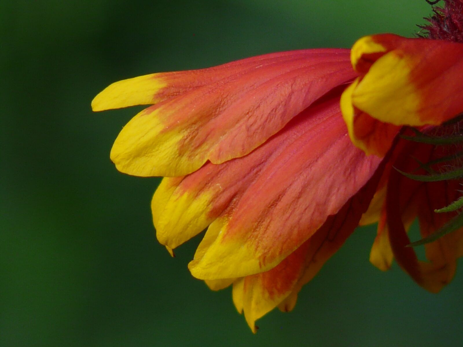 Panasonic DMC-FZ18 sample photo. Sun brews, helenium, composites photography