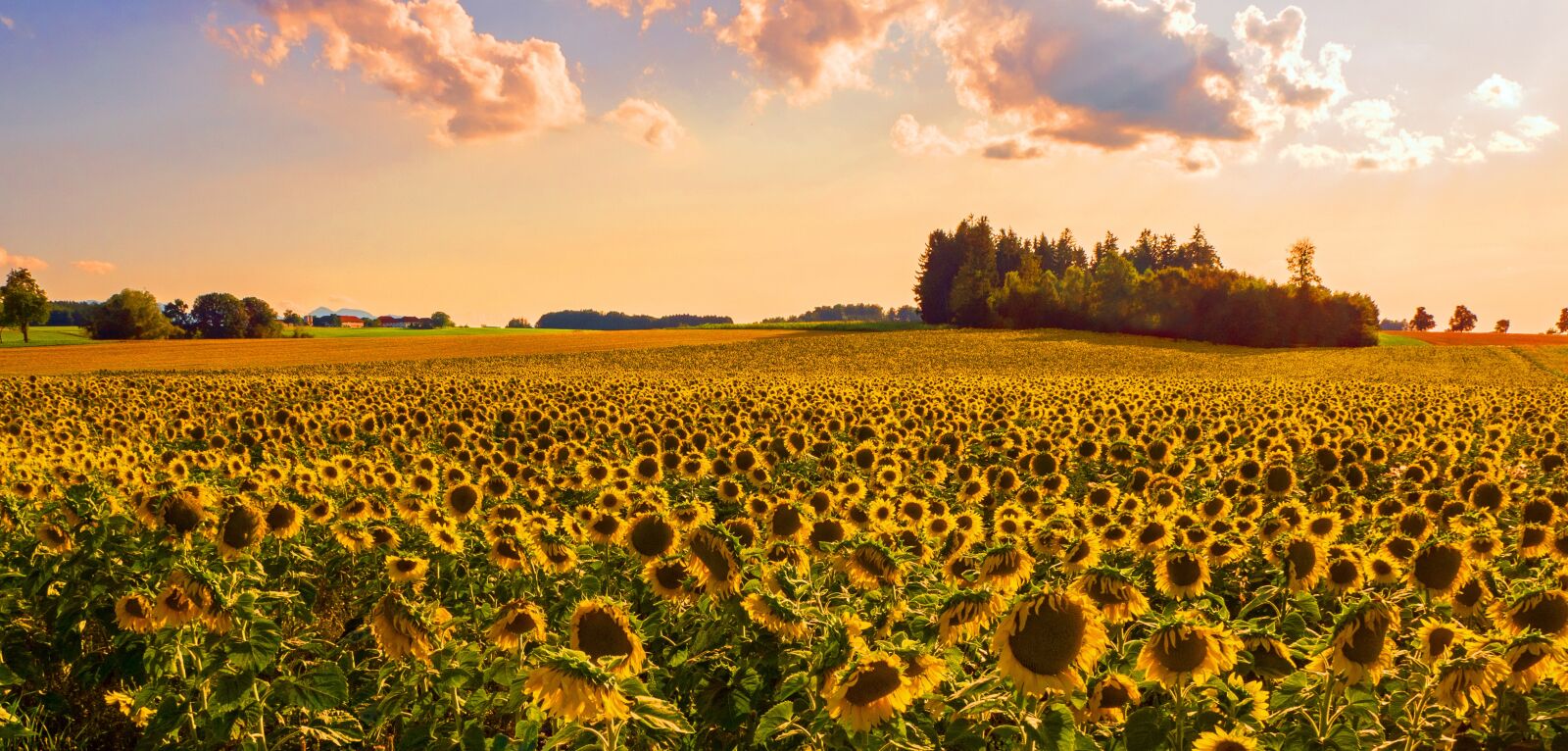 Olympus OM-D E-M1 sample photo. Sunflower, sunflower field, landscape photography