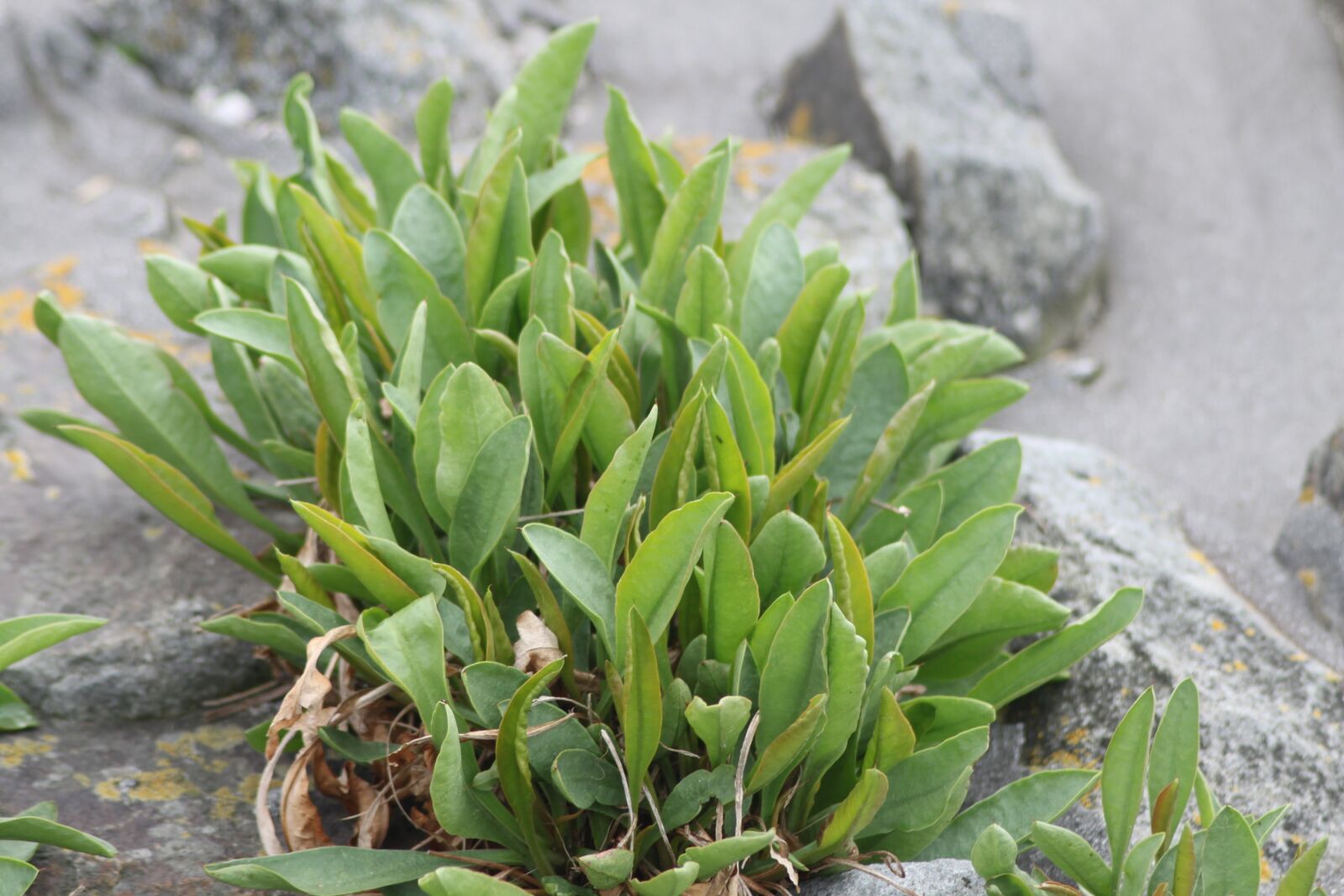 Canon EOS 500D (EOS Rebel T1i / EOS Kiss X3) sample photo. Plant, stones, beach photography