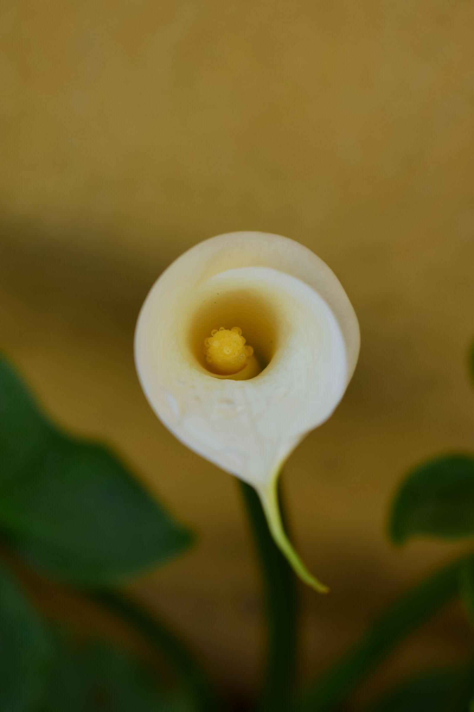 Nikon D5300 sample photo. Flowers, alcatraz, nature photography