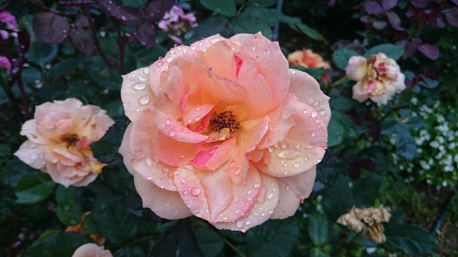 Sony Xperia Z3 sample photo. Rose, flower, flowering photography