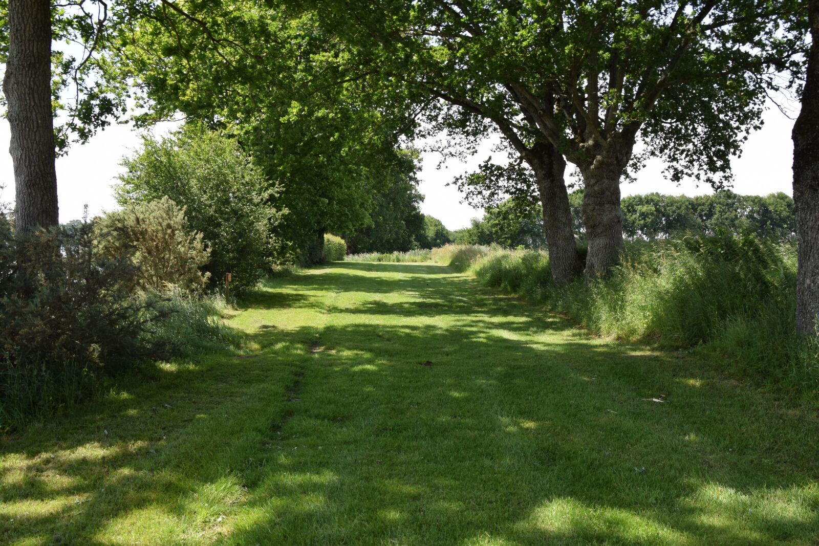 Nikon D5300 sample photo. Path, spring, green photography