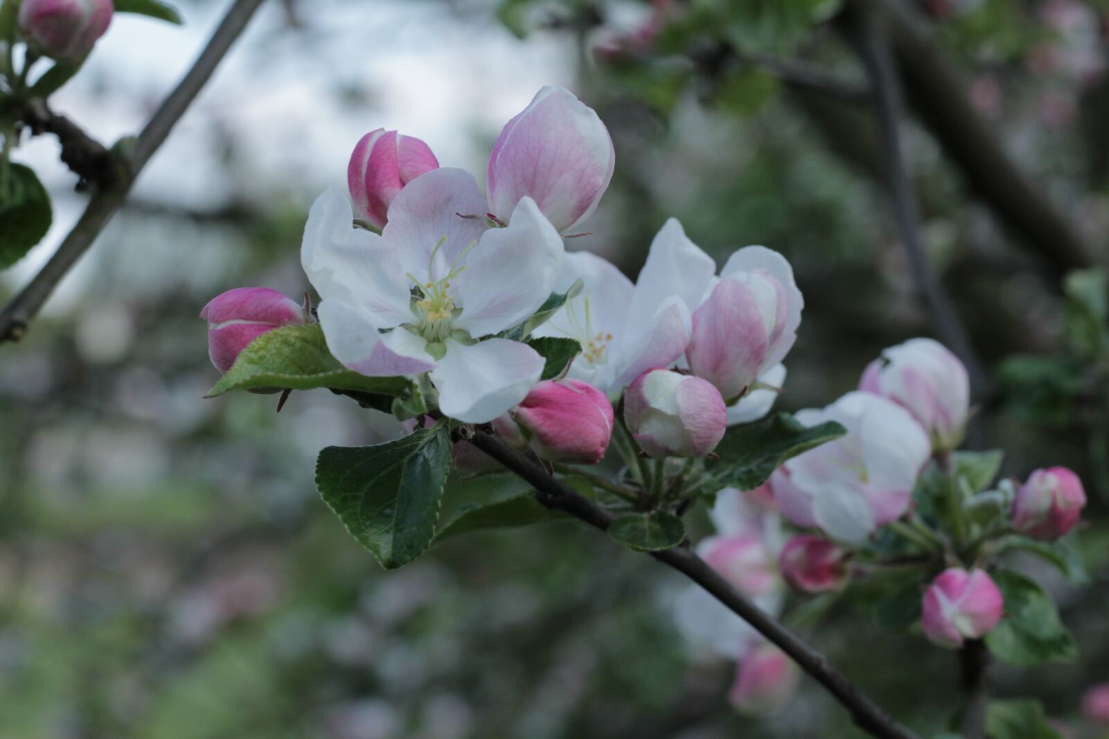 Canon EOS 600D (Rebel EOS T3i / EOS Kiss X5) + Canon EF 50mm F1.8 STM sample photo. Apple blossom, blossom, blossoming photography
