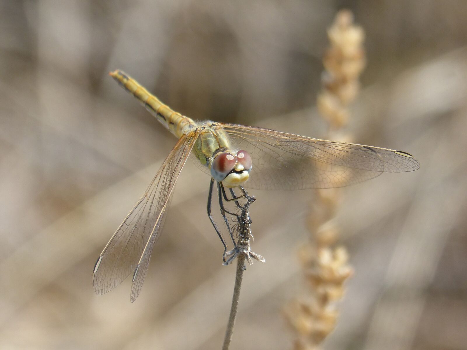 Panasonic DMC-FZ62 sample photo. Dragonfly, yellow dragonfly, branch photography