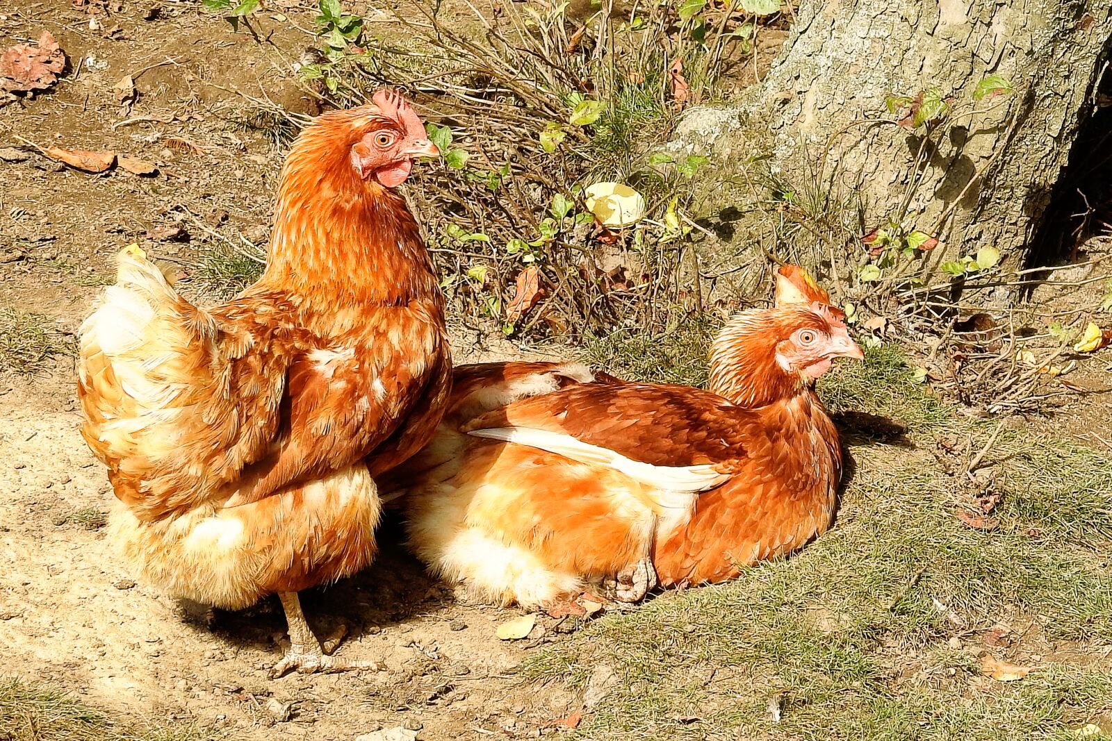 Nikon Coolpix P900 sample photo. Chickens, chicken, rest photography