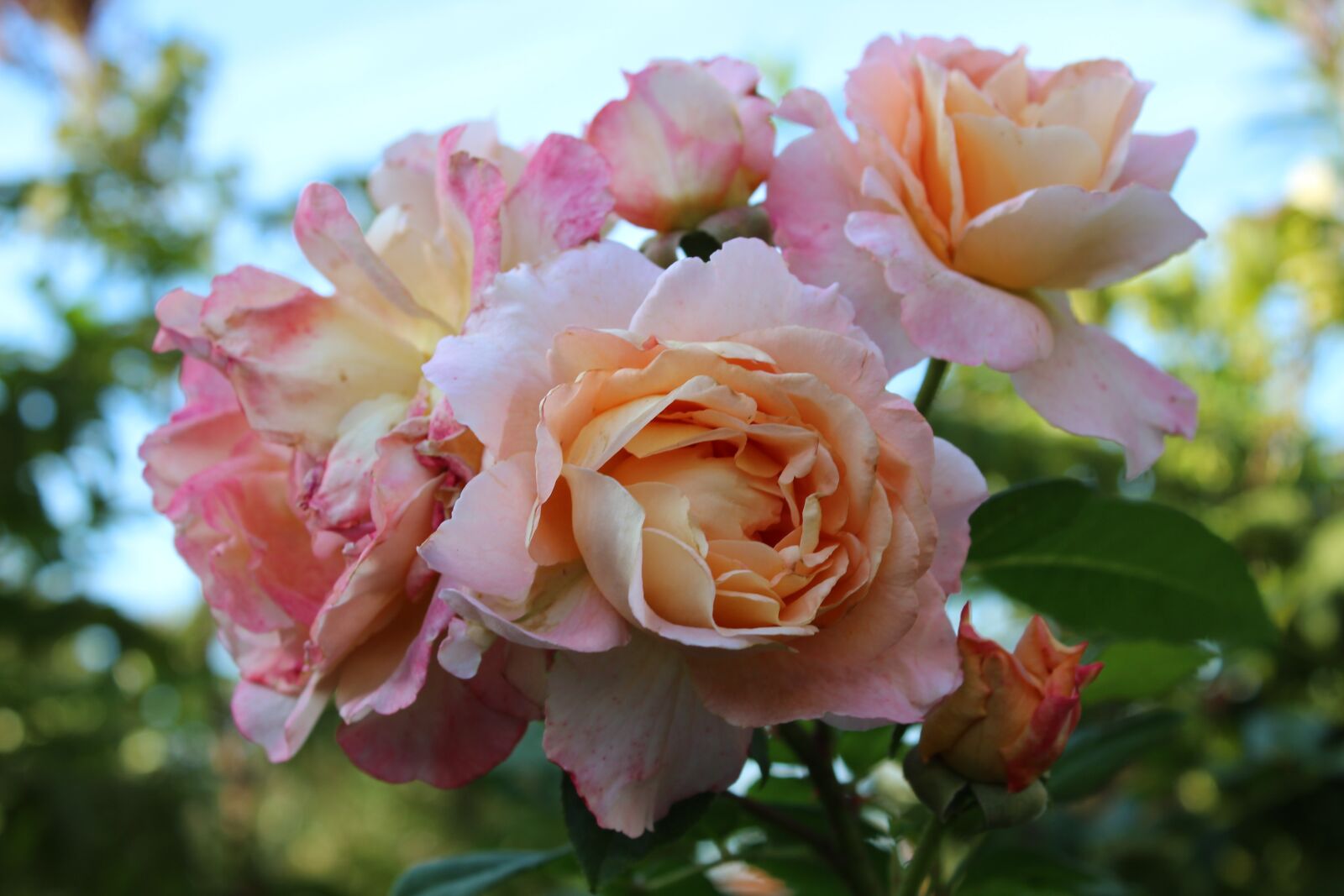 Canon EOS 1300D (EOS Rebel T6 / EOS Kiss X80) sample photo. Roses, noble roses, pink photography