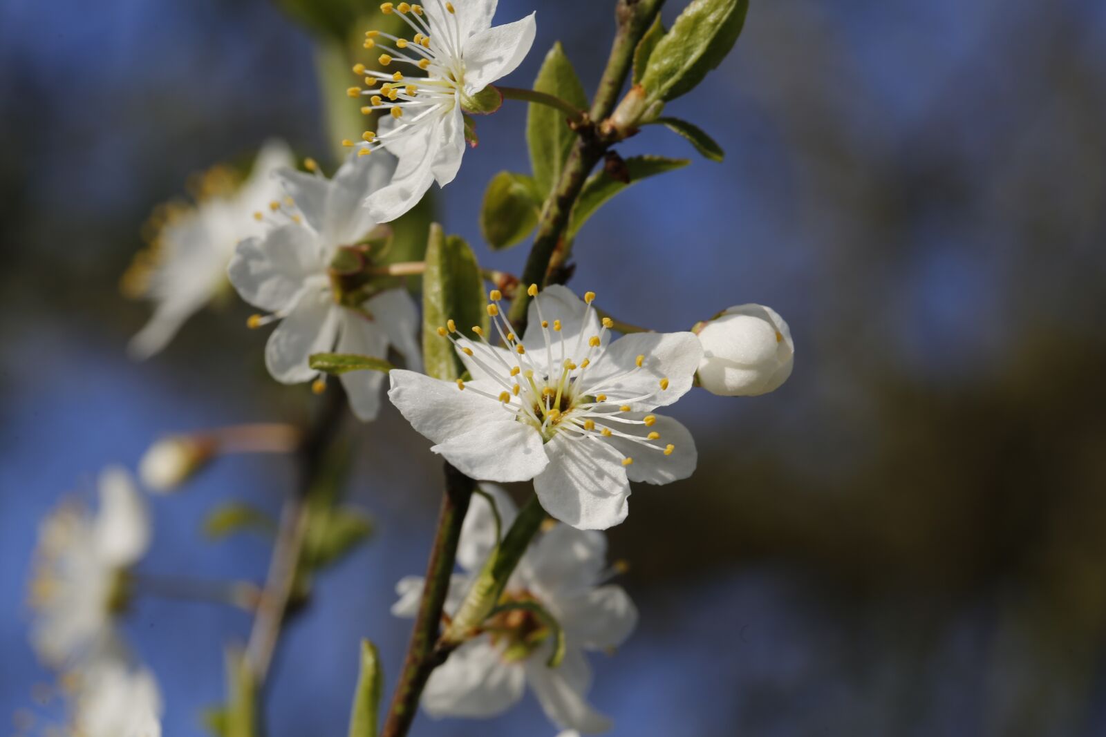 Canon EF 100mm F2.8L Macro IS USM sample photo. Spring, plant, engine photography