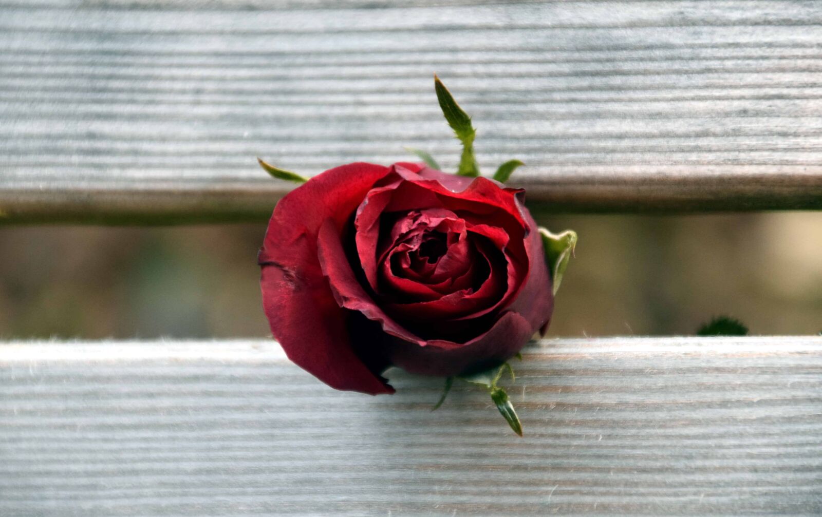Nikon D3300 sample photo. Petal, nature, flower, rose photography