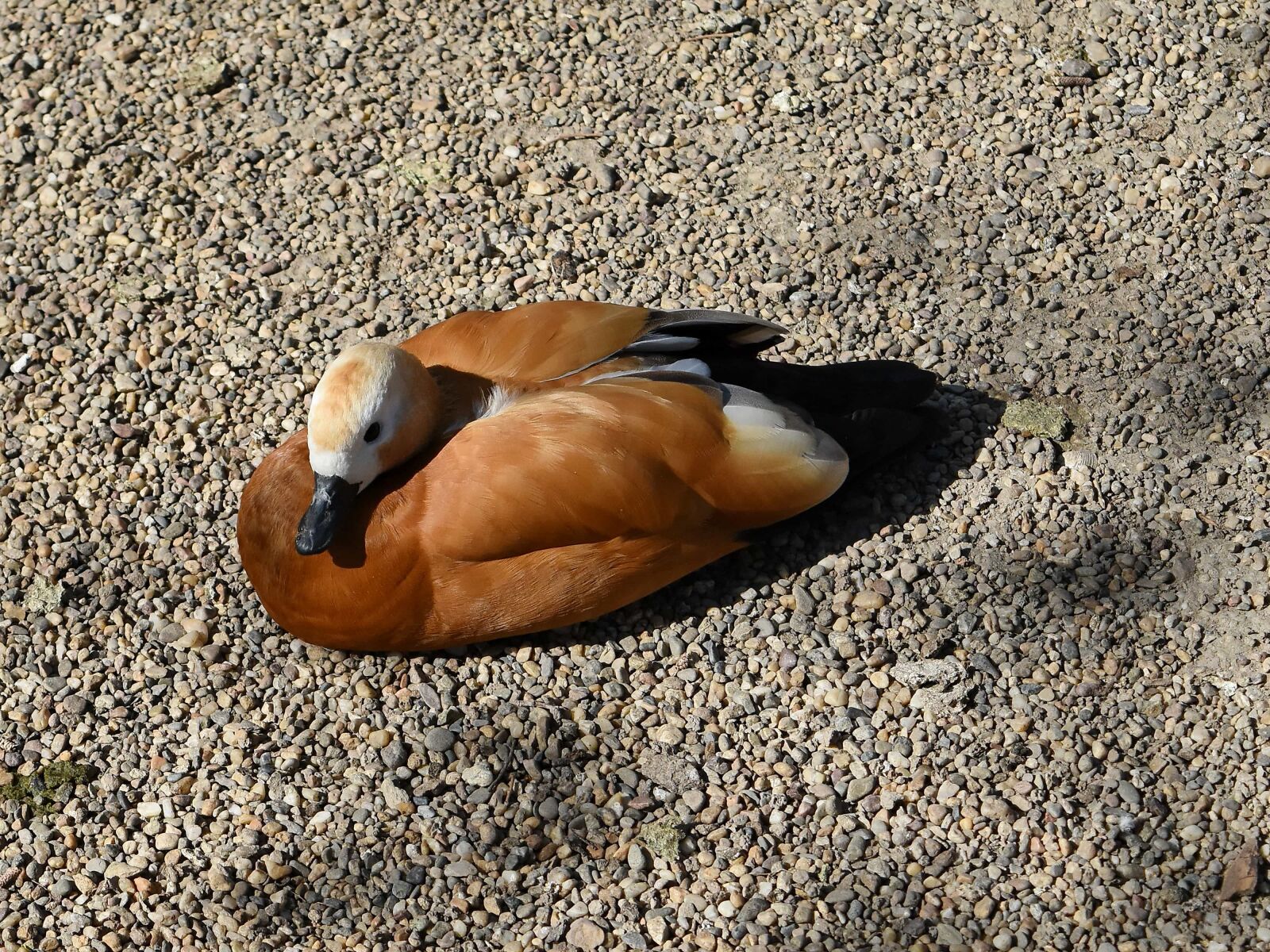 Nikon D5500 sample photo. Brown, duck, animal, animals photography