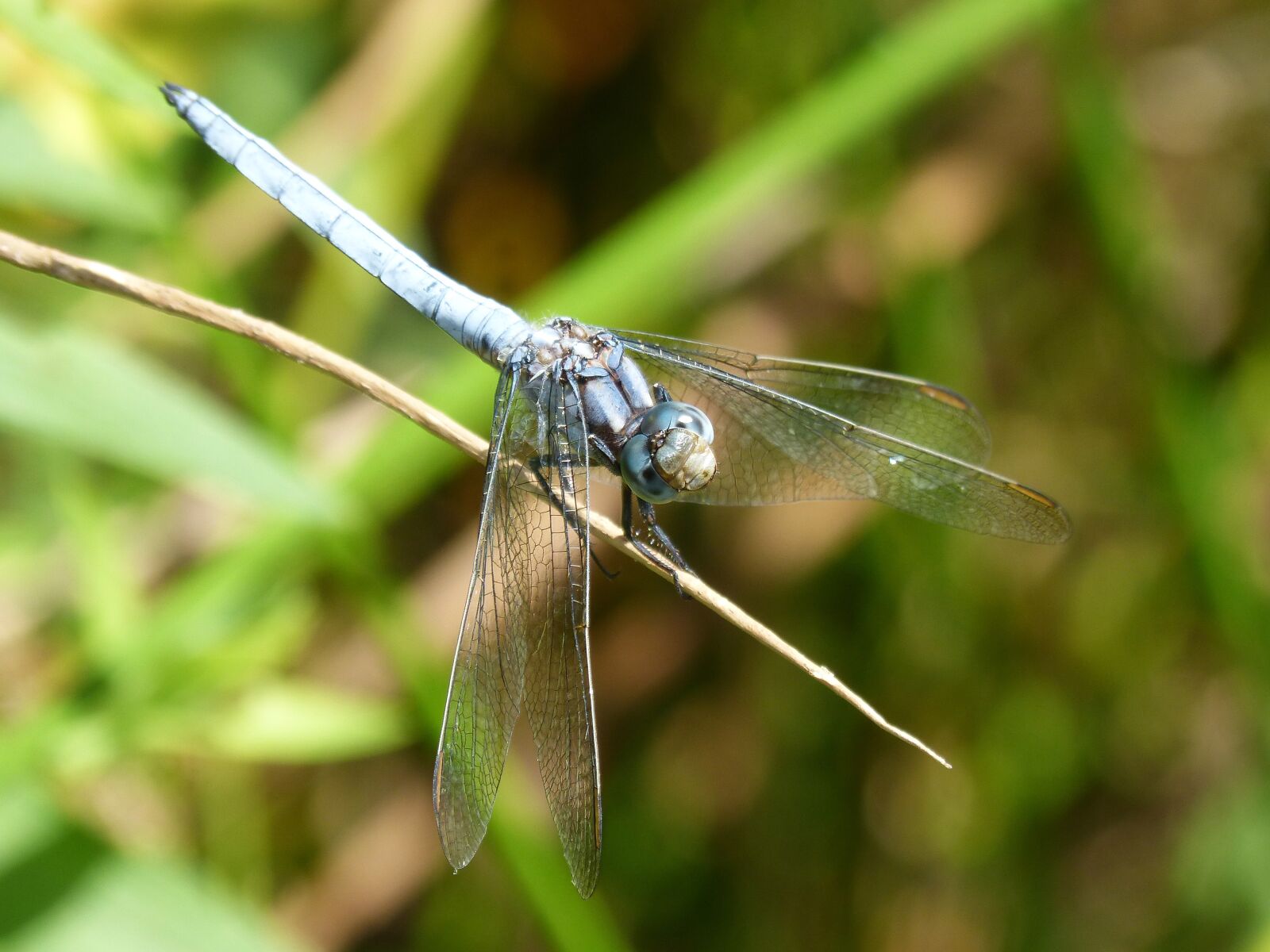 Panasonic DMC-FZ62 sample photo. Blue dragonfly, orthetrum brunneum photography