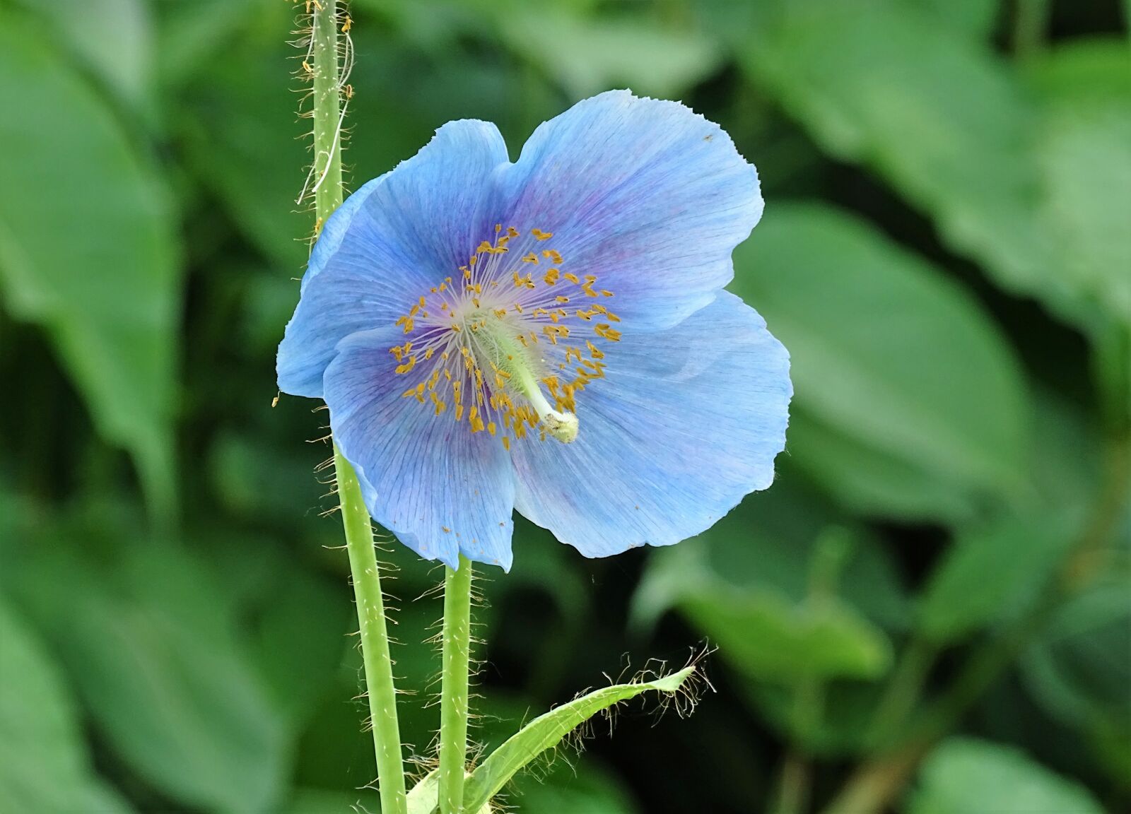 Sony Cyber-shot DSC-HX400V sample photo. Flowers, anemone, blue photography