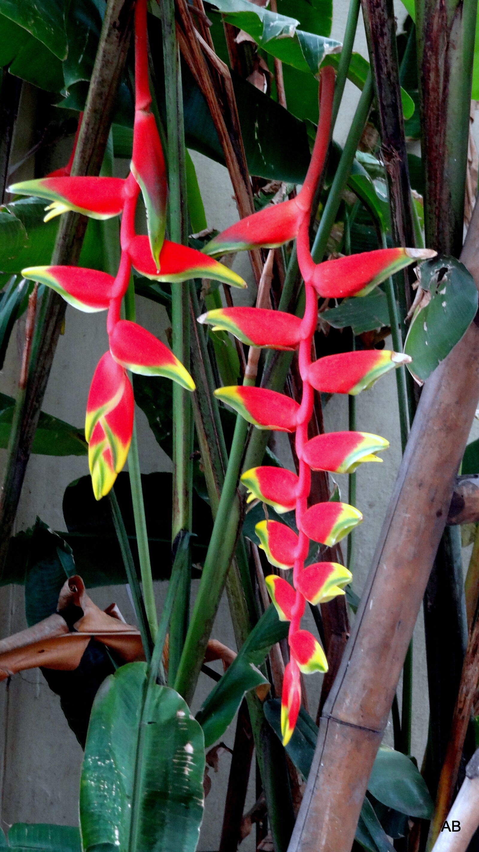 Sony Cyber-shot DSC-HX9V sample photo. Plants, growing, outdoors photography