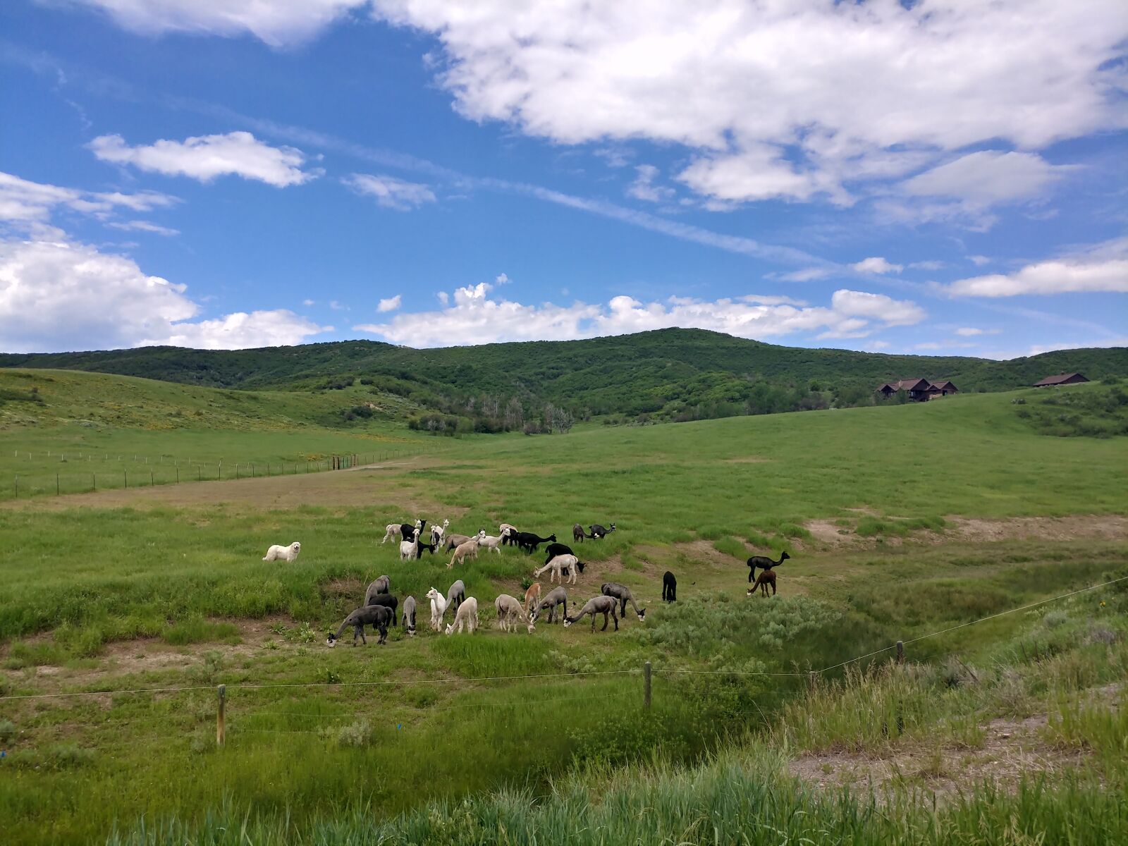 LG V20 sample photo. Alpacas, farm, green photography