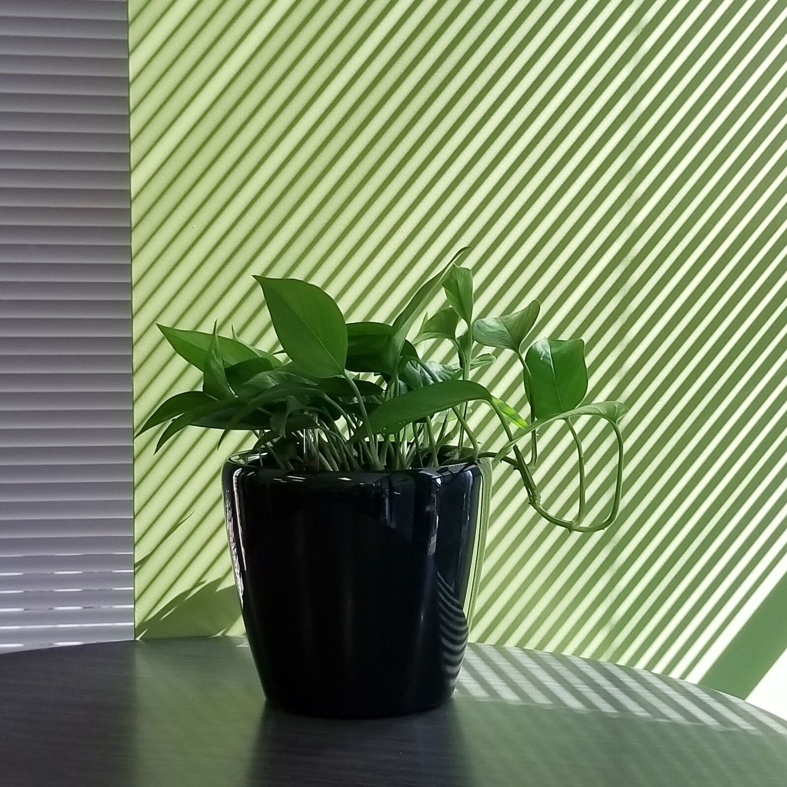 Samsung Galaxy S8 sample photo. Texture, leaf, green photography