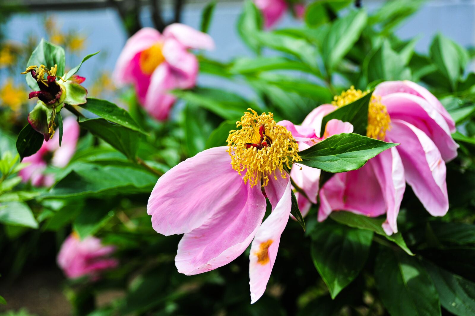 Nikon D700 sample photo. Flower, flowers, spring photography