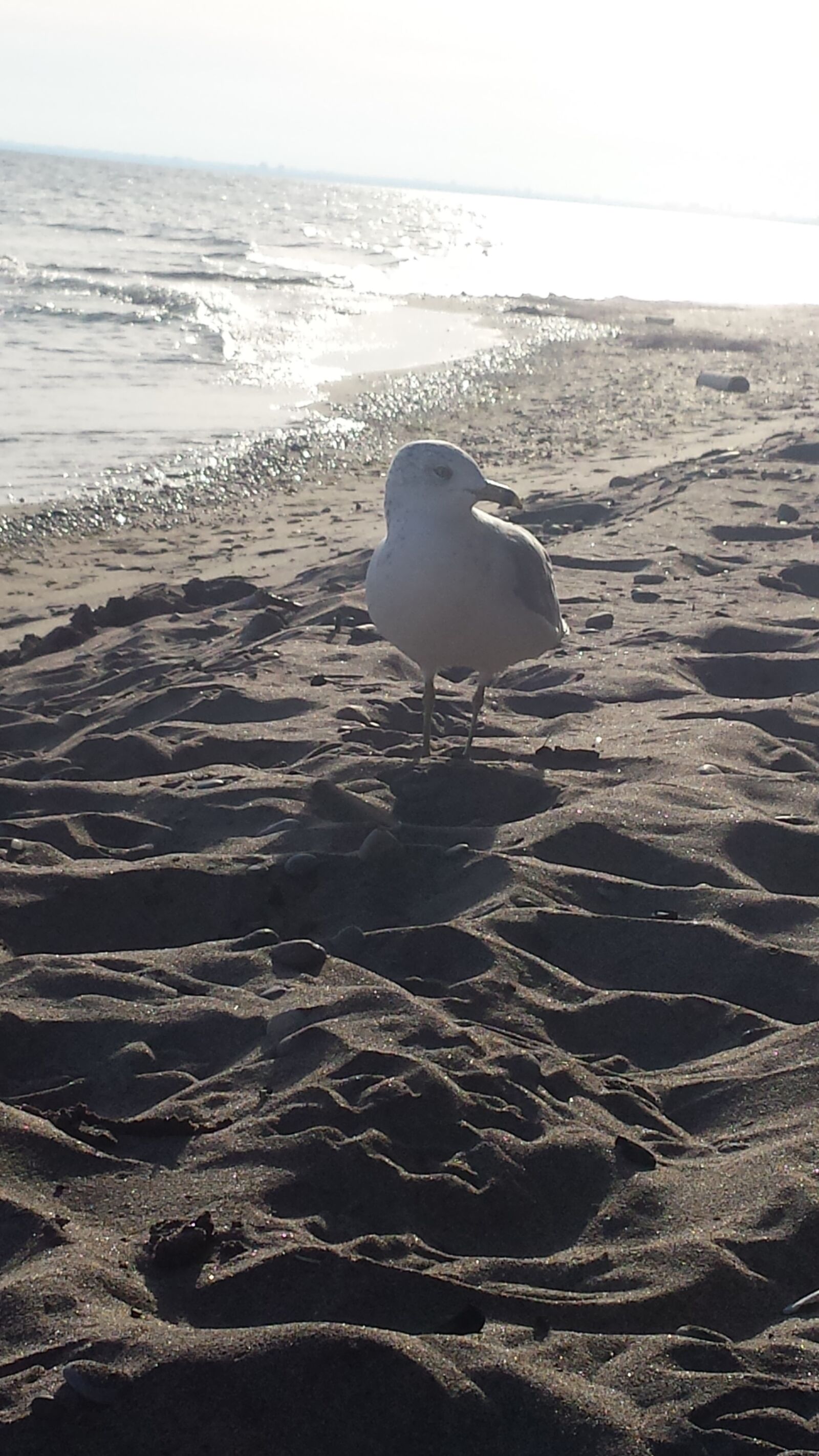 Samsung Galaxy S4 sample photo. Welcomed by nature, beach photography