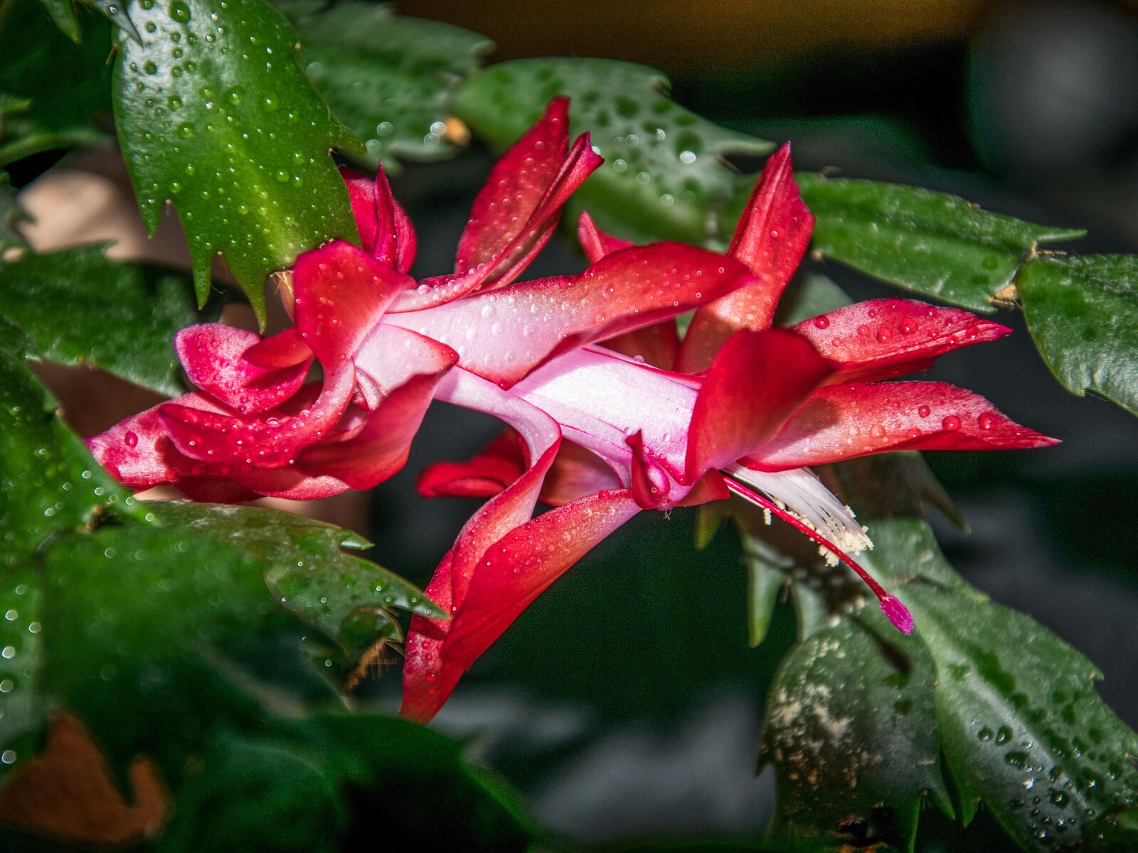 Nikon D5300 sample photo. Flower, flora, decorative photography