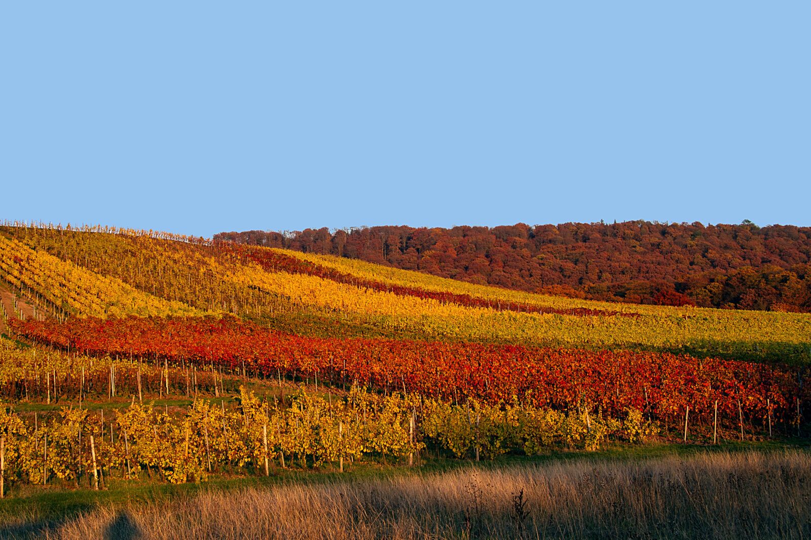 Canon EOS 7D sample photo. Autumn, vineyard, autumn mood photography