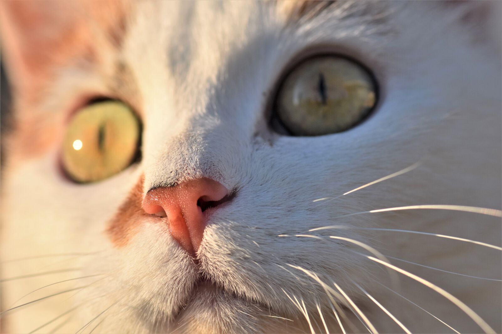 Nikon D5500 sample photo. Cat, domestic cat, pet photography