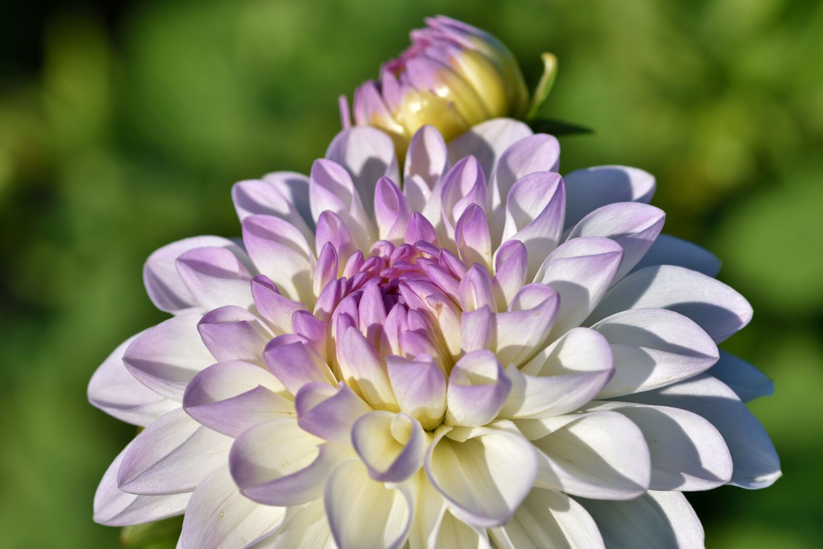 Nikon D7200 sample photo. Dahlias, flowers, petals photography